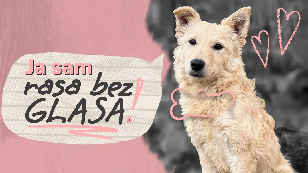 Rasa bez glasa 1080x1080 V1-69e765ccba20e.webp