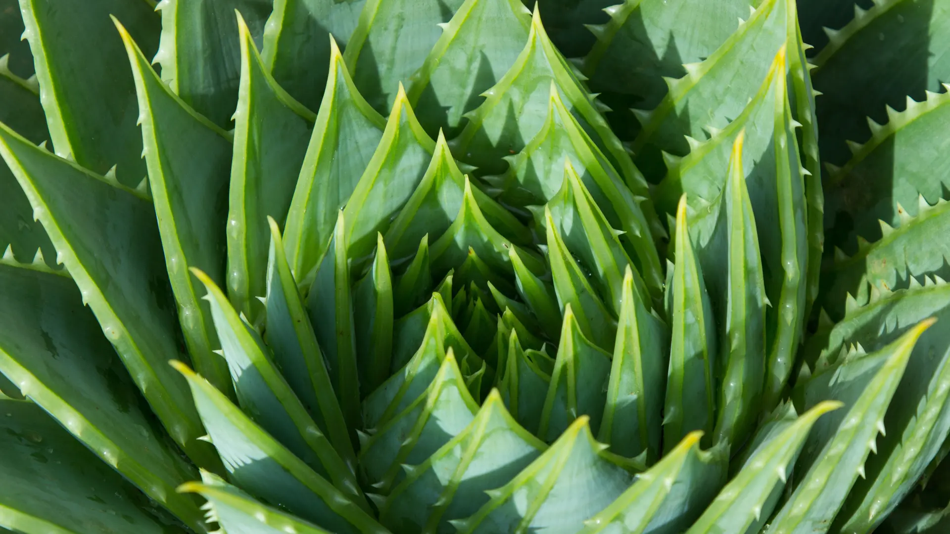 aloe vera aloja vera pixabay-69d631c5a25a8.webp