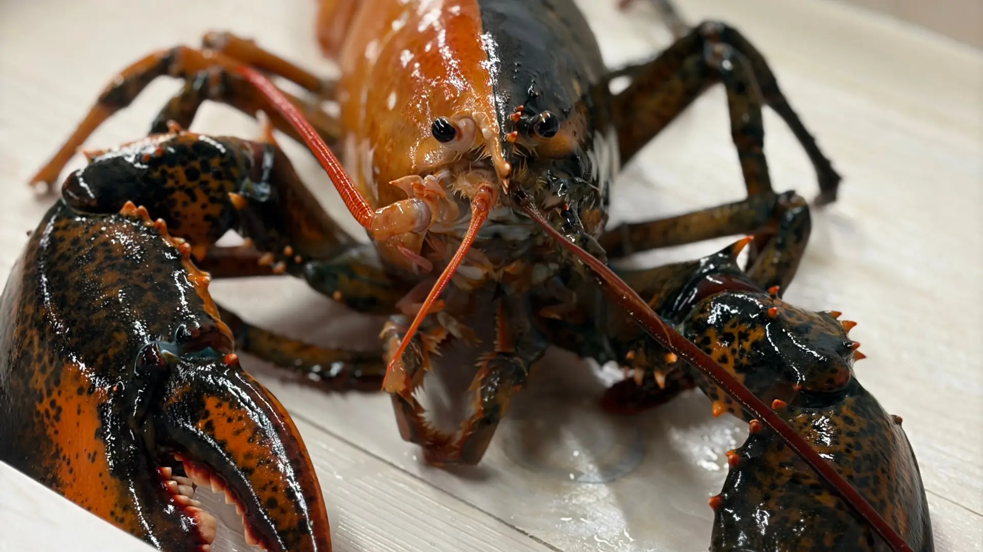 dvobojni jastog Shannon KereseyWellfleet Shellfish Company via AP-69f1b71c79adc.webp