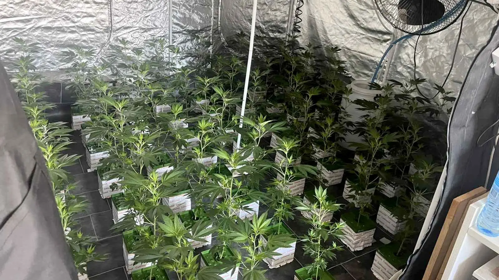laboratorija kanabih marihuana beograd policija TANJUG OMK MUP REPUBLIKE SRBIJE-69d27b08b4650.webp