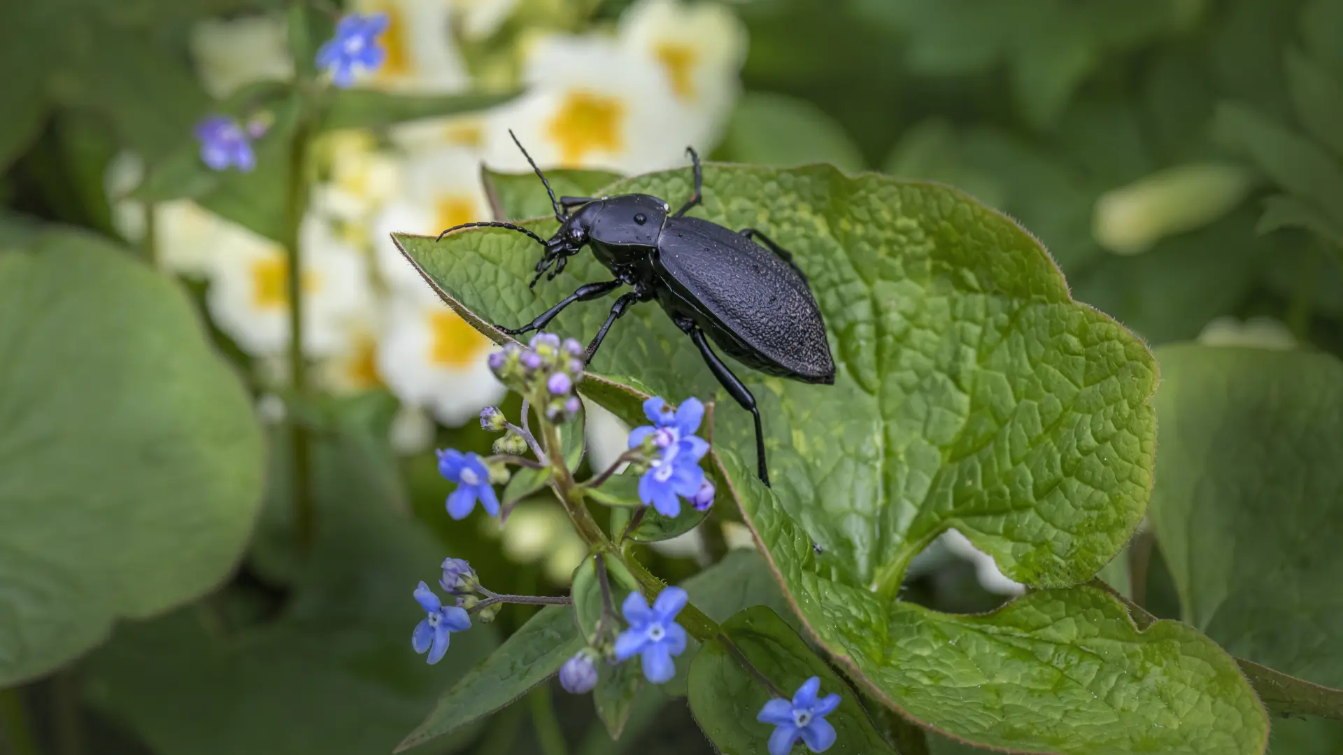 ljubičasti trčuljak (Carabus scabrosus buba insekti-69e8cc703b4f5.webp