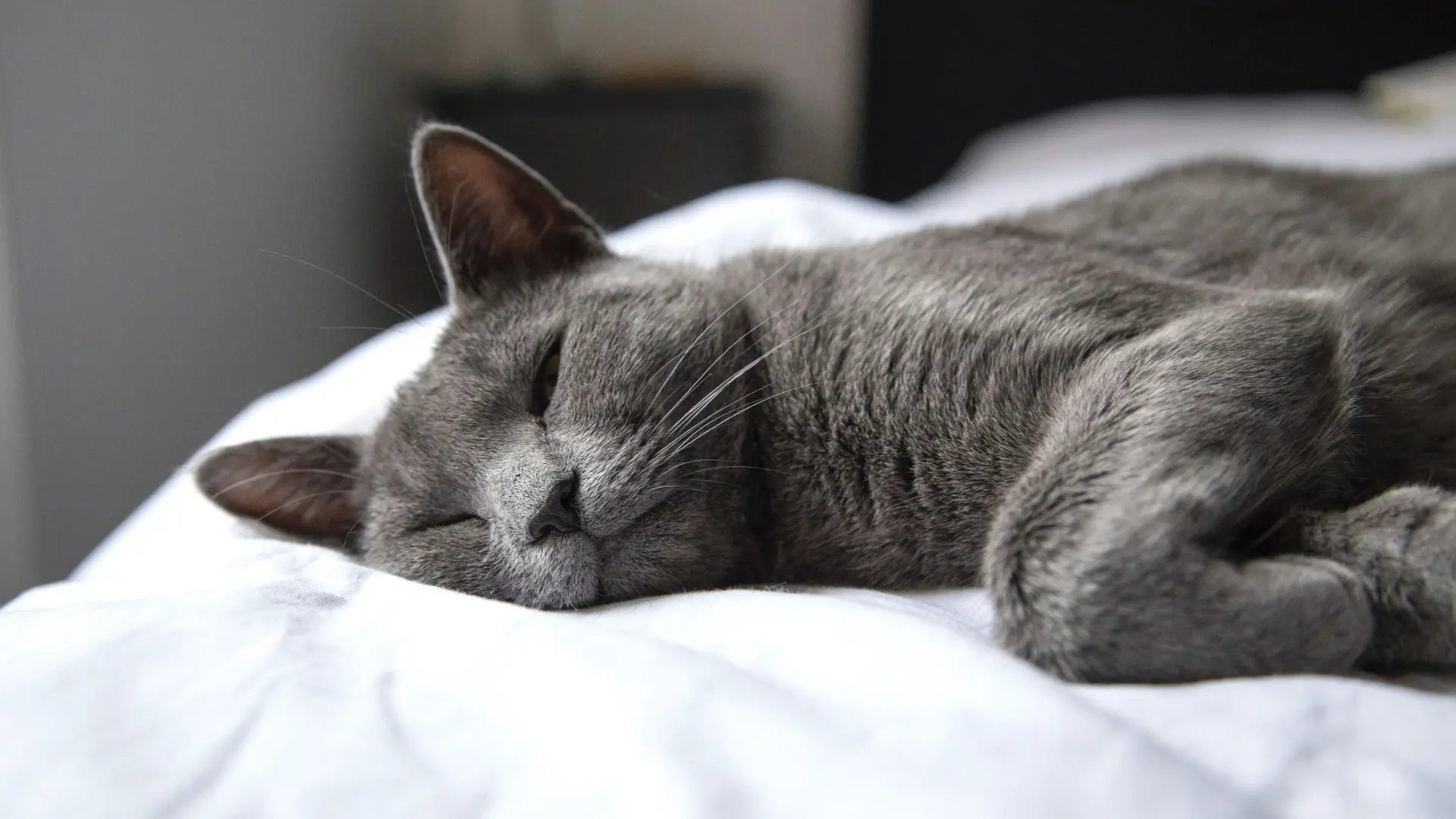 mačka spava pixabay mačke e4-69ce7eb17f898.webp