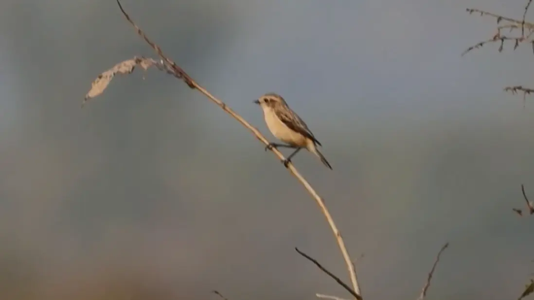 noć slavuja-69ef9a73ad437.webp