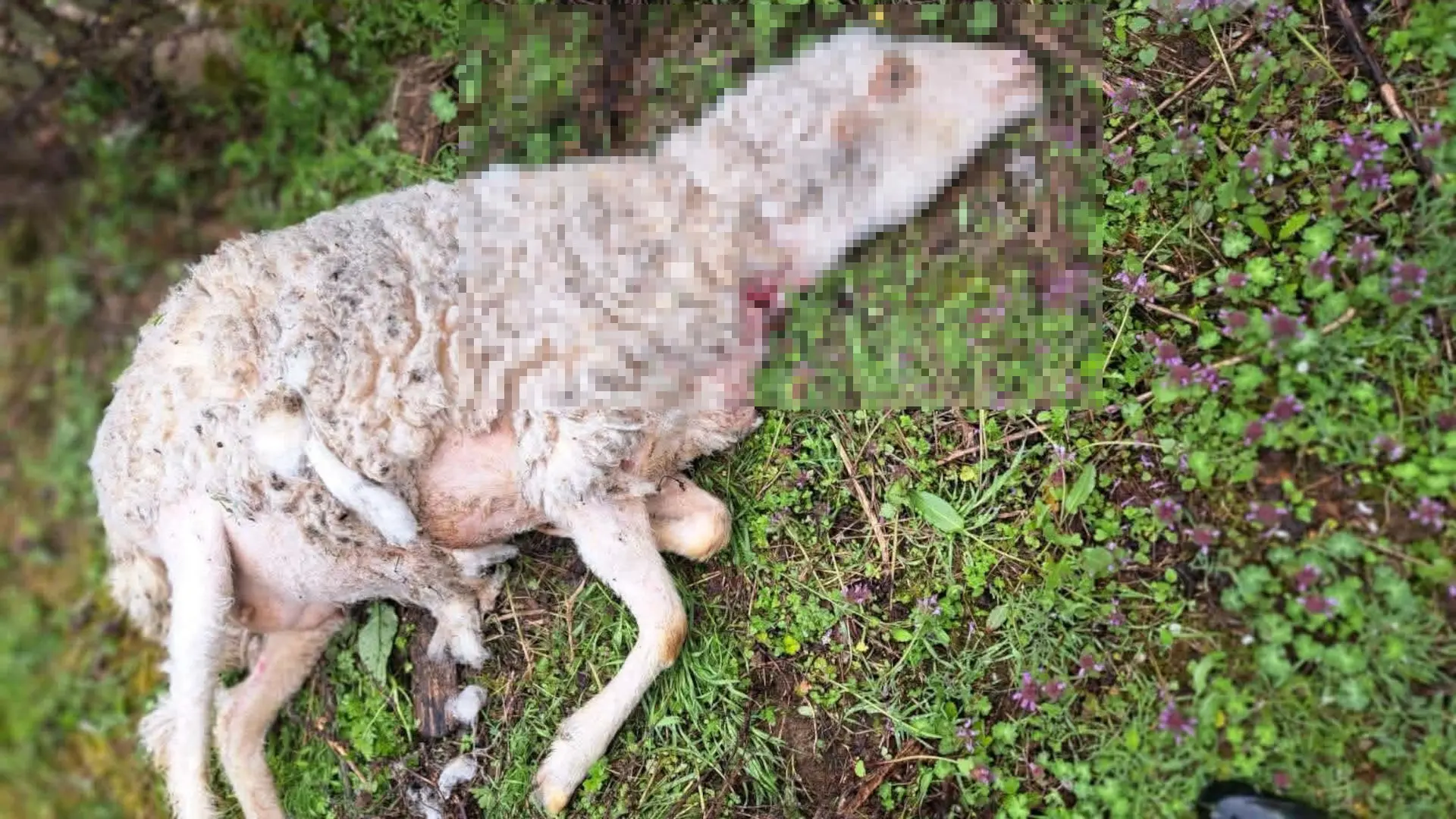 ovca, psi lutalice zaklali ovce kod Požege, TANJUG-69e9ebda438df.webp