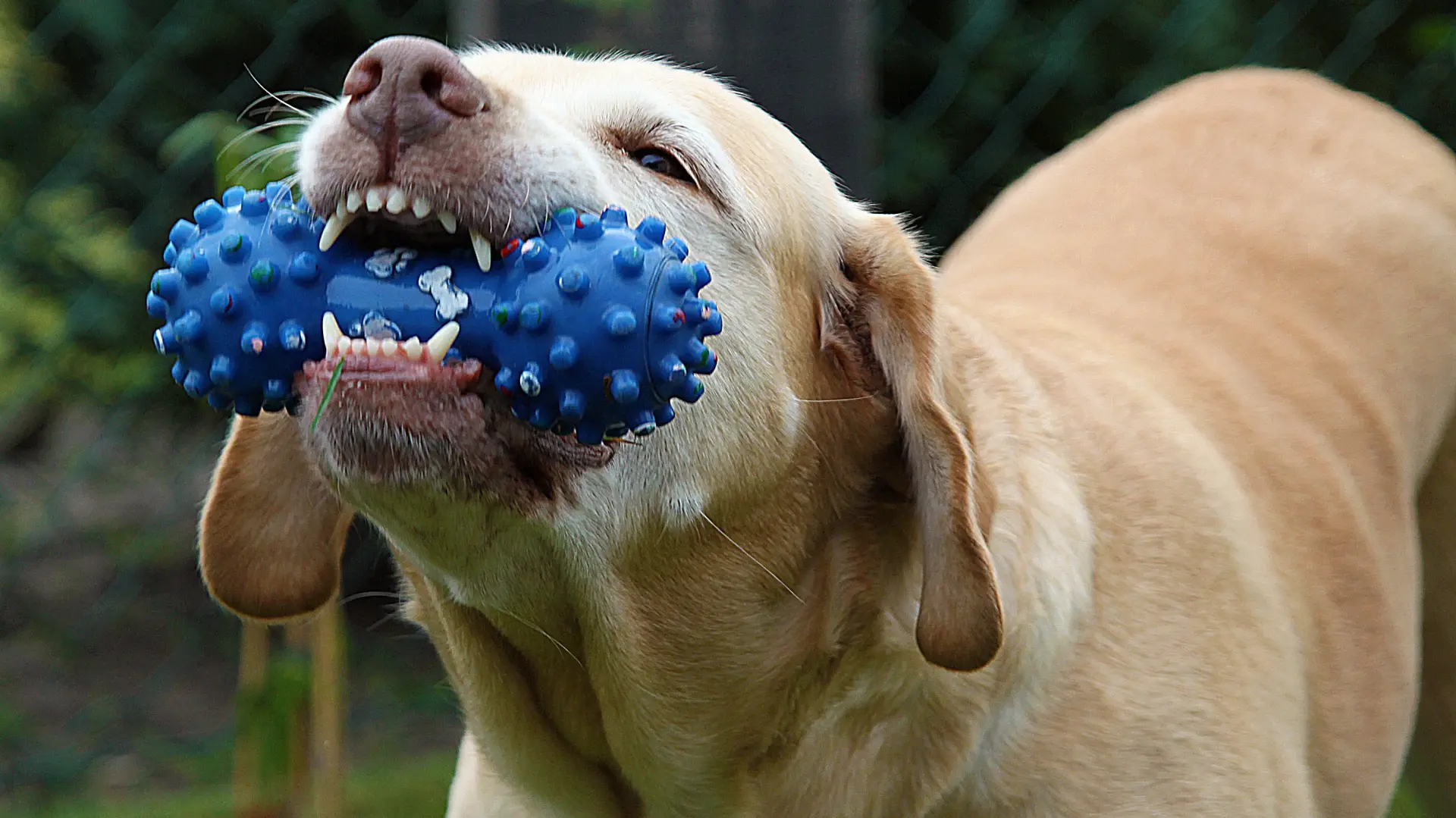 pas opasan pixabay zubi psa-69e0c4435d825.webp