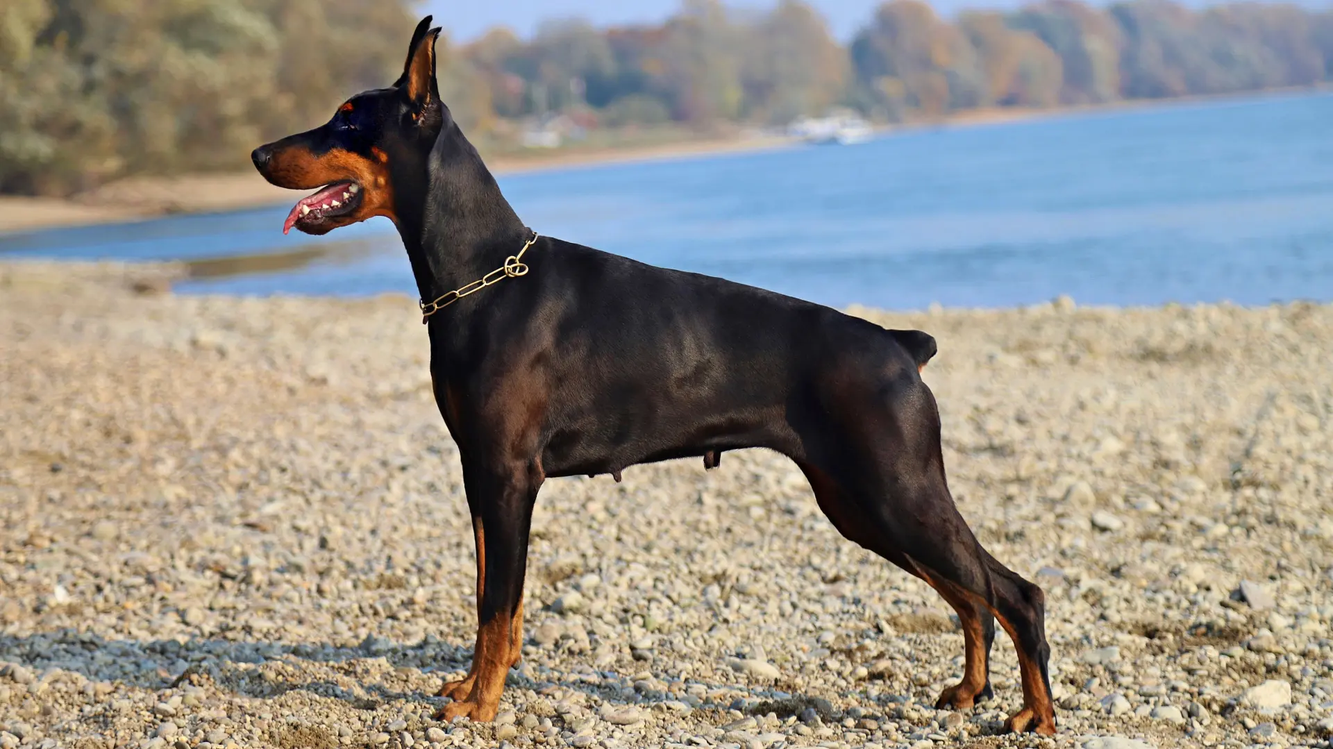 pas psi pixabay doberman odsecanje repa psu-69e8c44732f58.webp