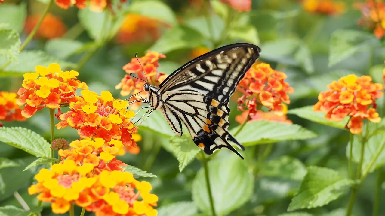 pixabay, cveće, Lantana, bašta, leptir-69e229b14d443.webp