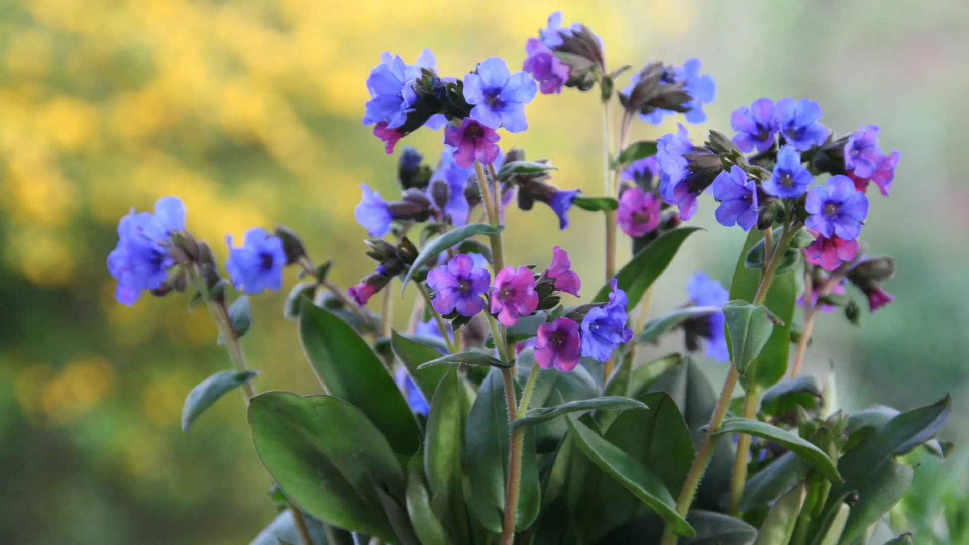 plućnjak biljak cveće pixabay-69e9ecae1b514.webp