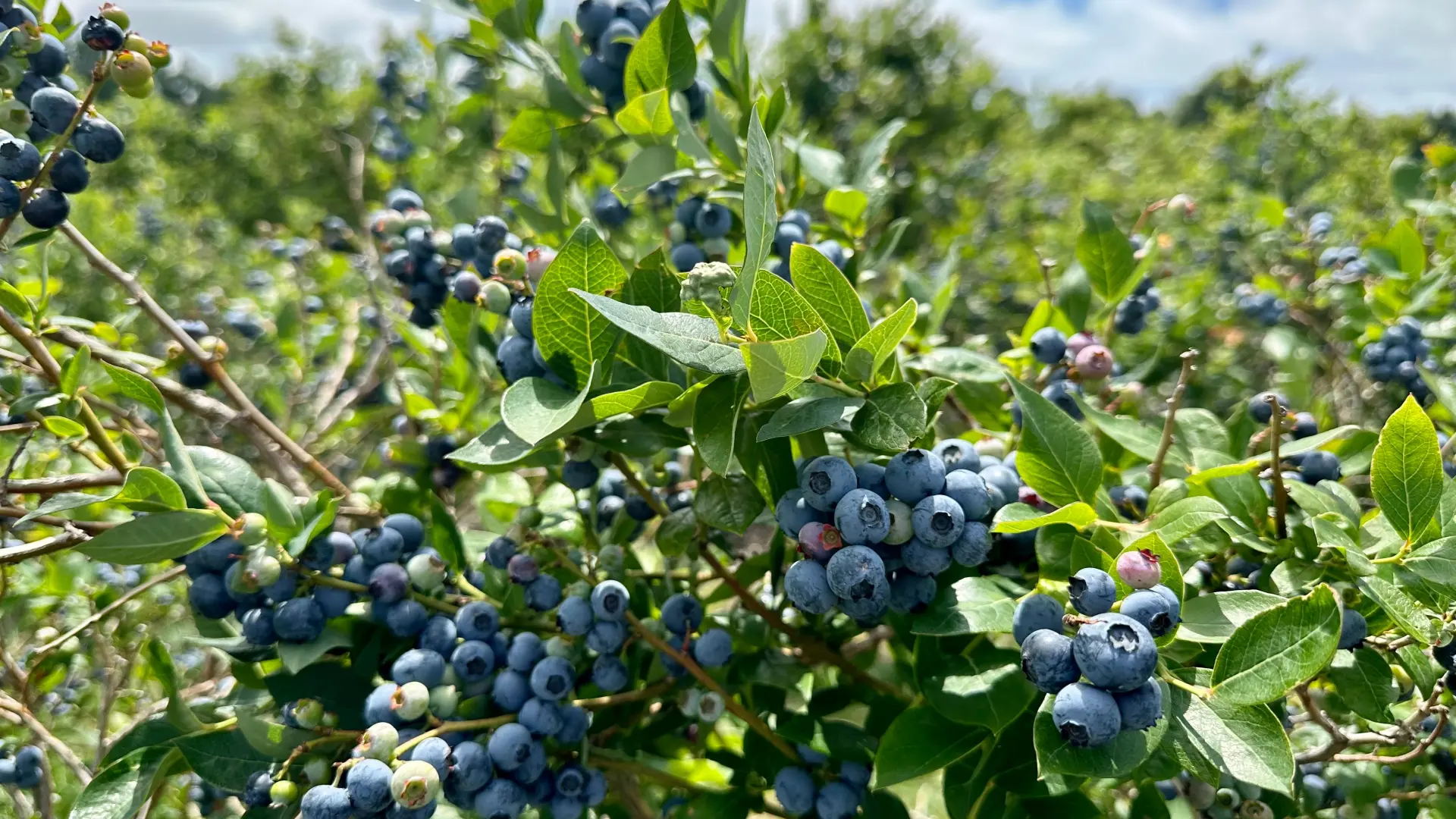 shutterstock, borovnice-69d358e84638e.webp