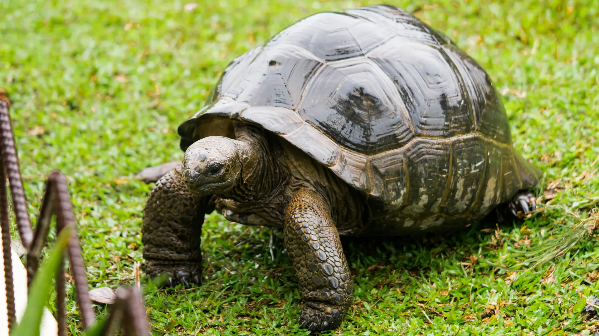 shutterstock_1858794739 kornjača-69cfb3a6df77e.webp