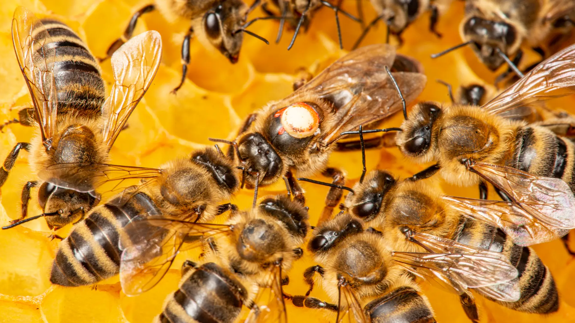 shutterstock_1901989150 pčele pčela saće med honey-69e35a4bcd28f.webp