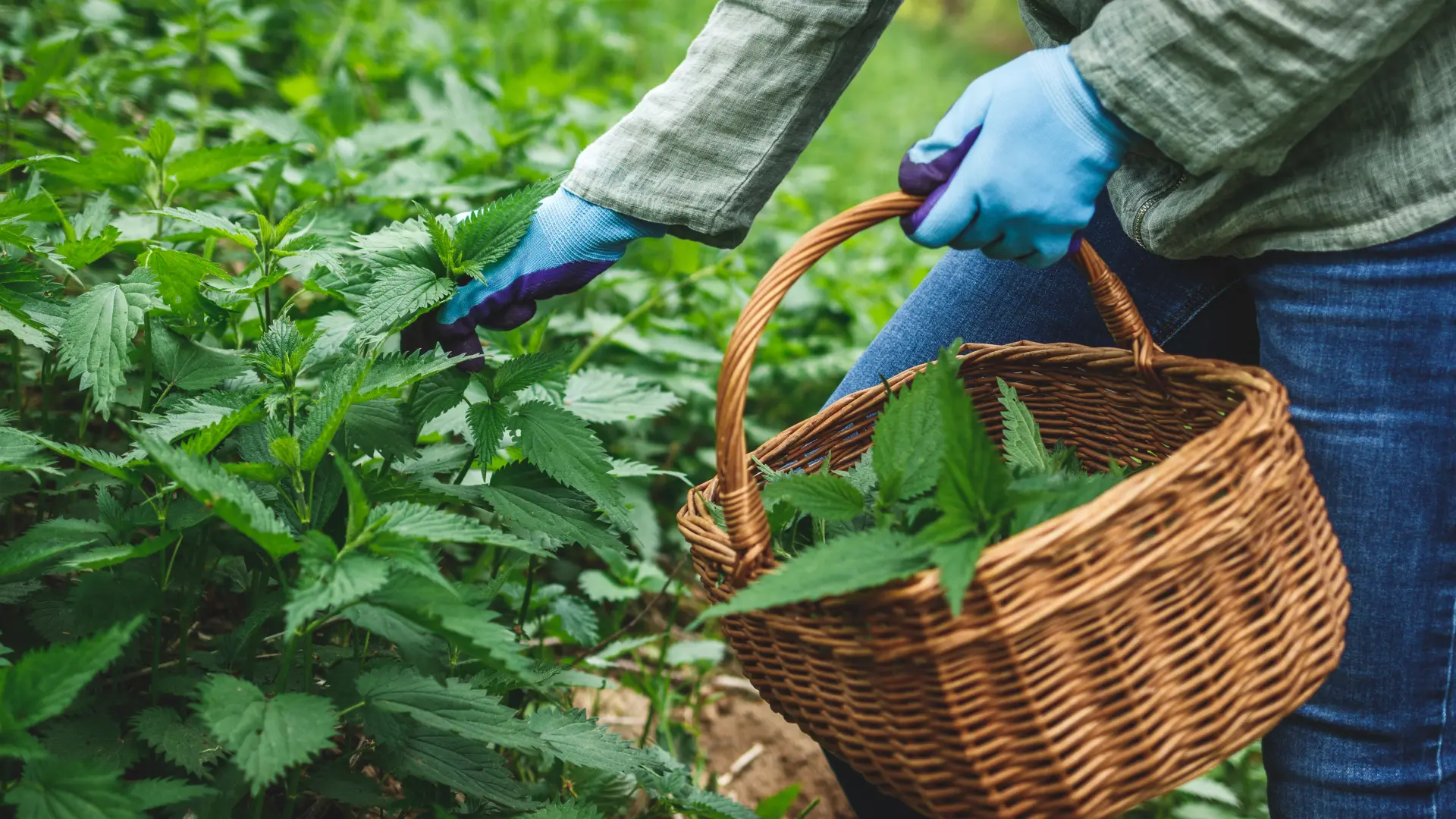 shutterstock_2153212093 lekovito bilje čaj od koprive kopriva žara-69f31ee189e58.webp