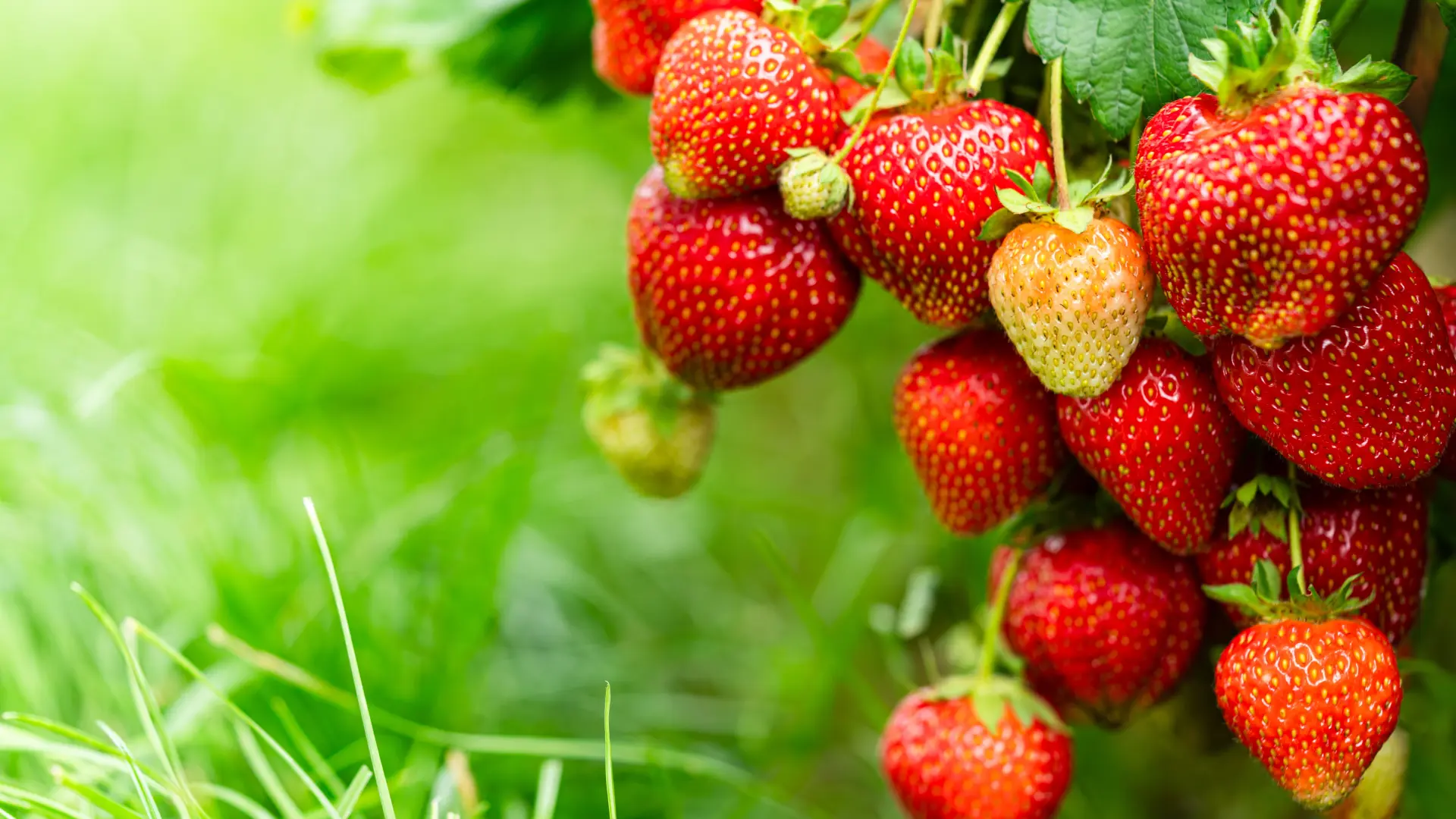 shutterstock_2421757979 jagode proleće voće bašta-69db76e0c02f0.webp