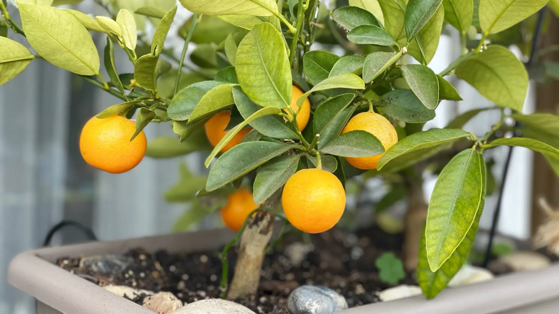 shutterstock_2444236809 drvo limuna uzgajanje limuna kod kuće-69dcafac6f38d.webp