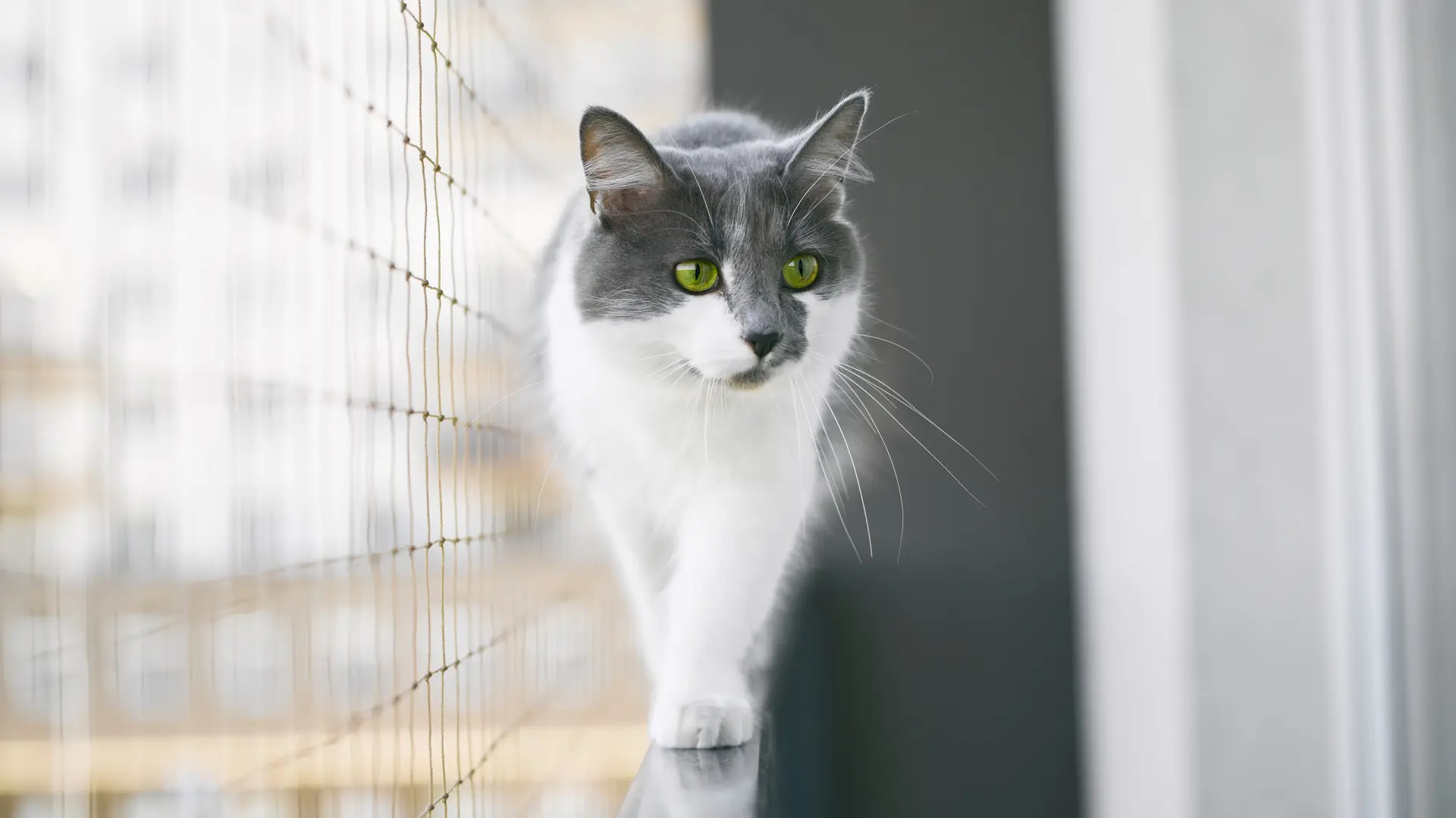 shutterstock_2464717697 mačka na terasi na balkonu mačka mačke-69e23964a36c1.webp