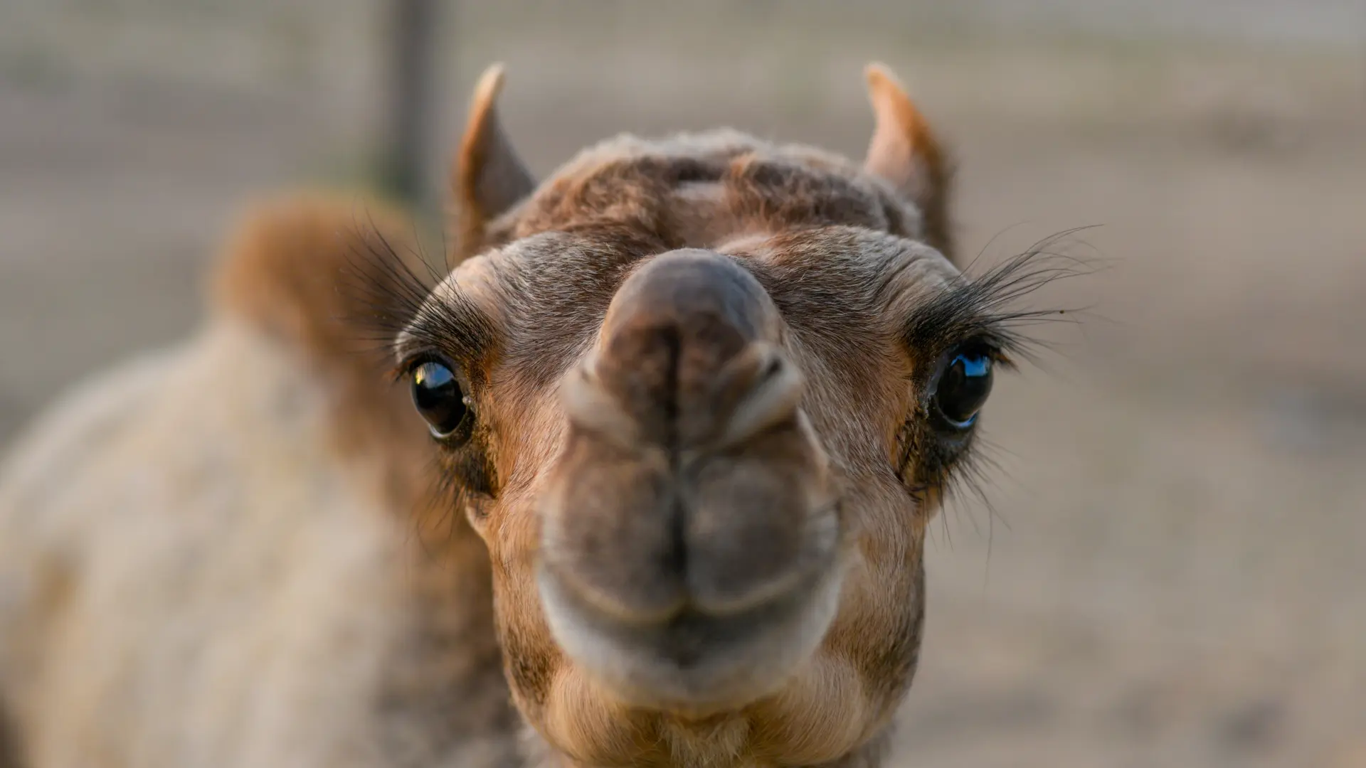 shutterstock_2470827761 kamila kamile-69e9cce688efd.webp