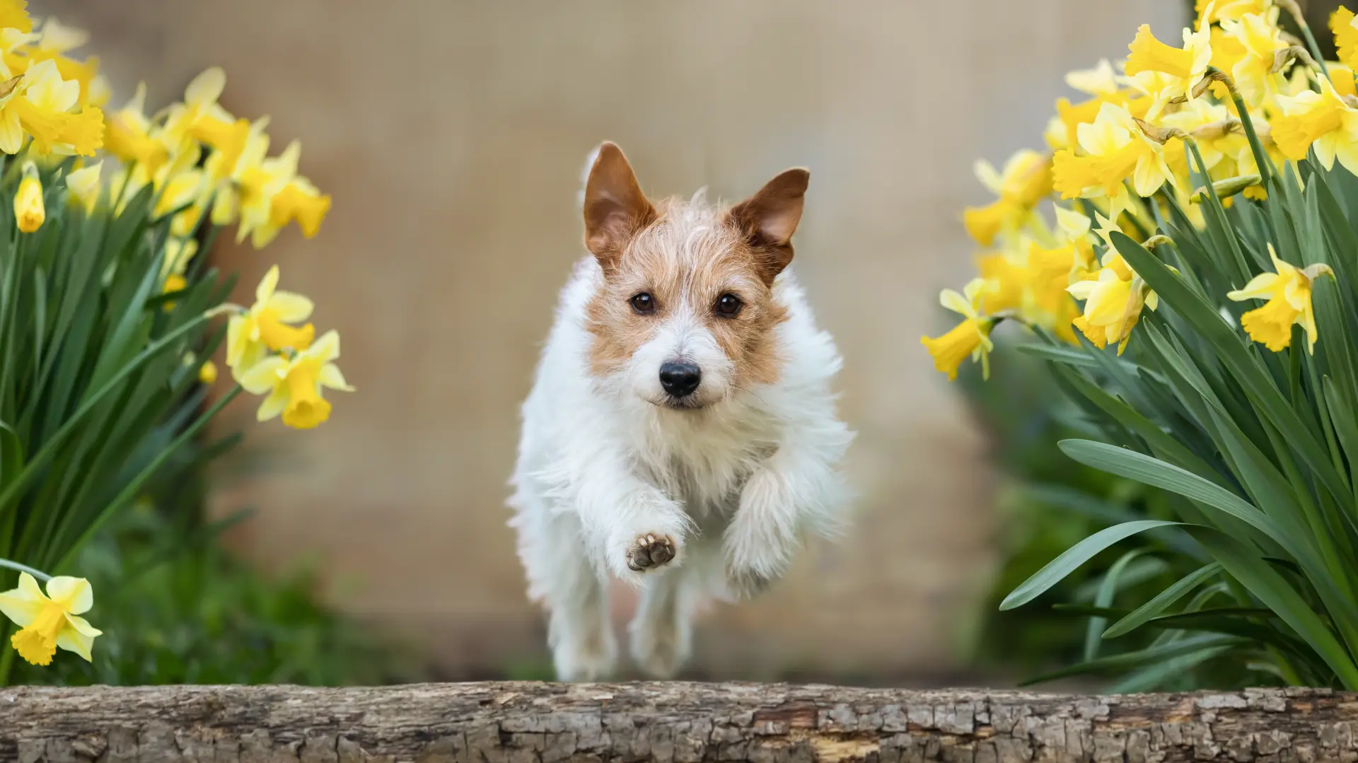 shutterstock_2576114537 pas psi narcis pas trči proleće narcisi cveće-69d688be1e8fa.webp