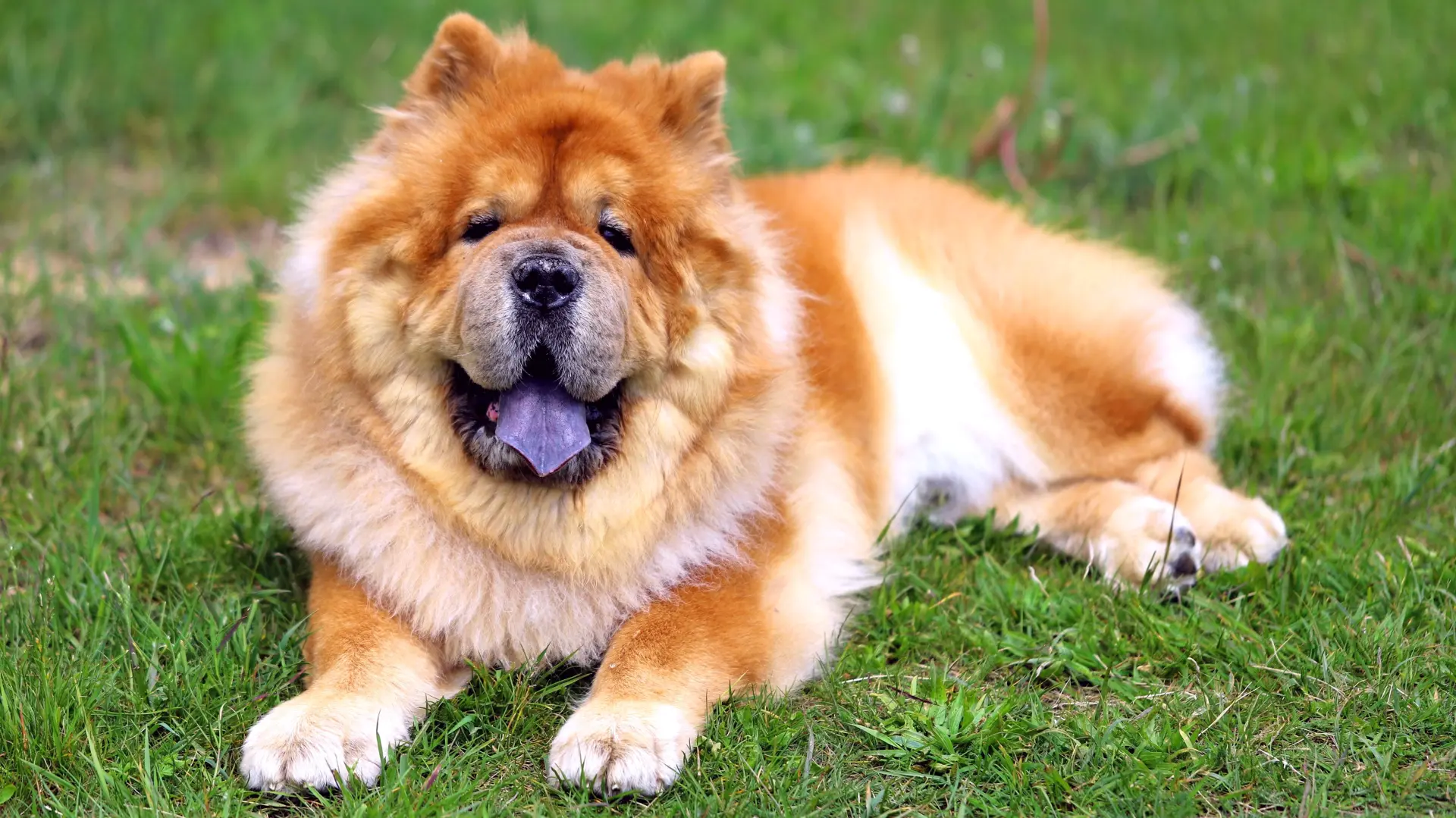 shutterstock_2665332431 čau čau pas dog psi chow chow-69cf857243415.webp