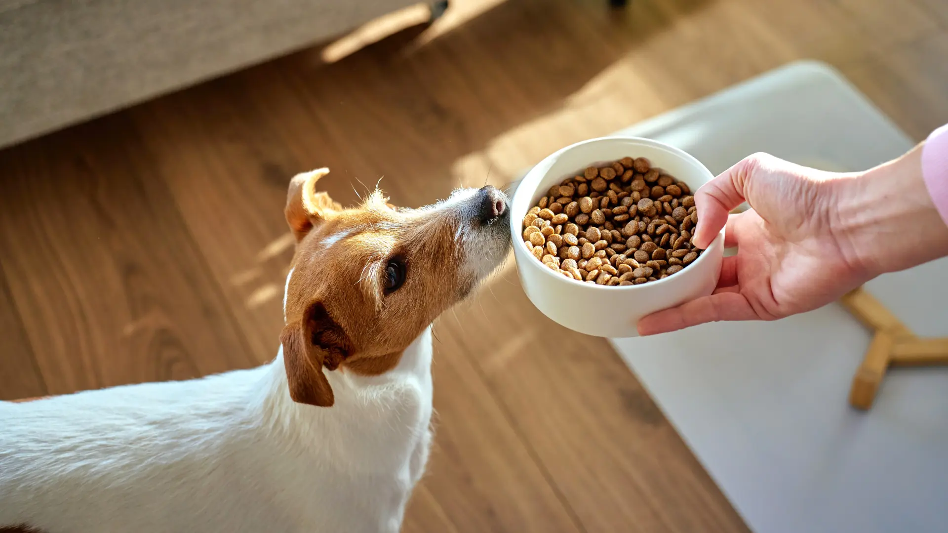 shutterstock_2724727385 pas džek rasel hrana za pse pseća hrana granule ljubimac-69ce7aa6f3ae8.webp