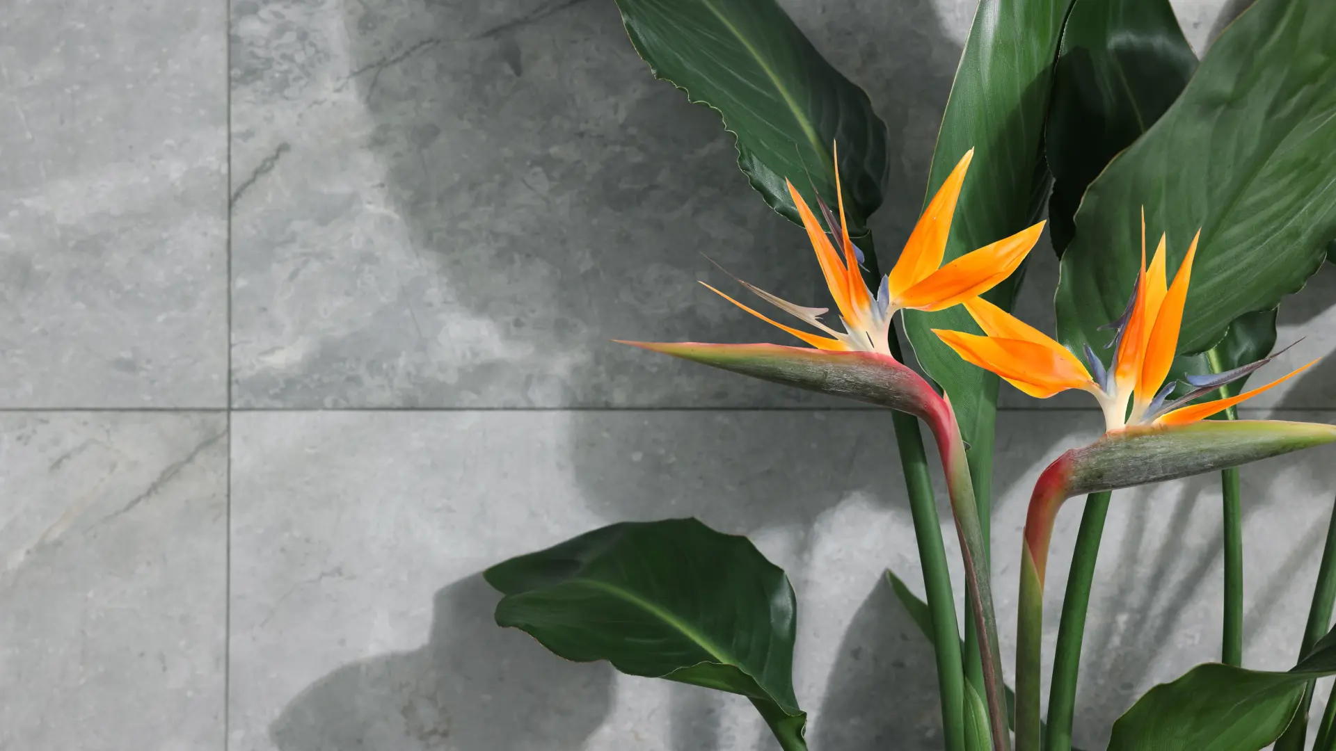 shutterstock_2756228907 strelicija rajska ptica cveće biljka sobna-69db88de4702f.webp