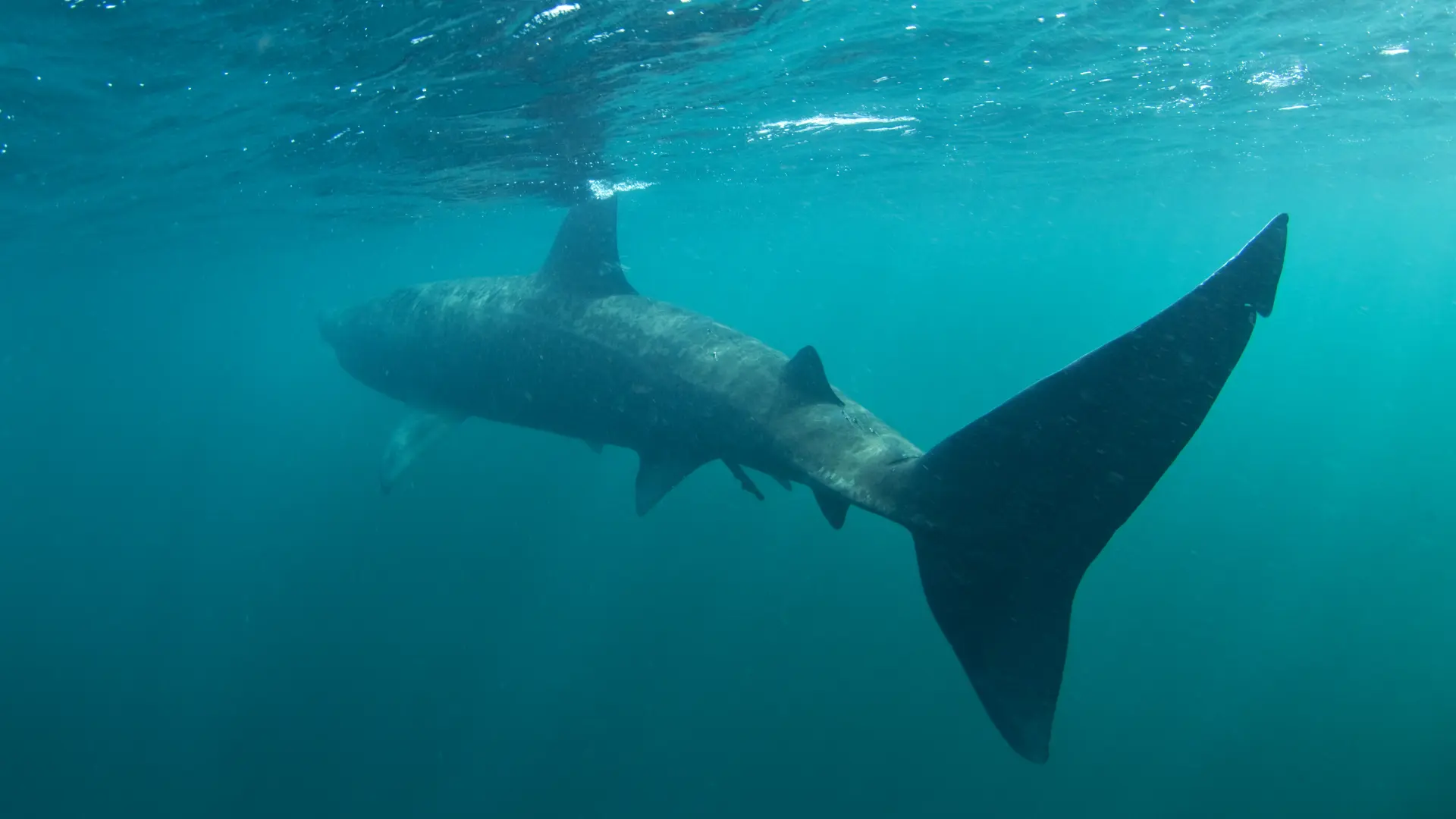 shutterstock_701993458 ajkula golema psina velika riba more zver opasne životinje-69e767fdbd823.webp