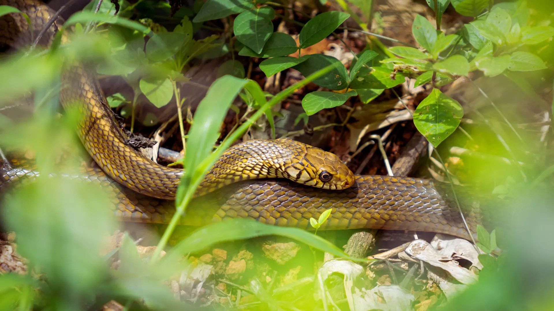 zmija trava korovo bašta Shutterstock-69d2b23ee7832.webp