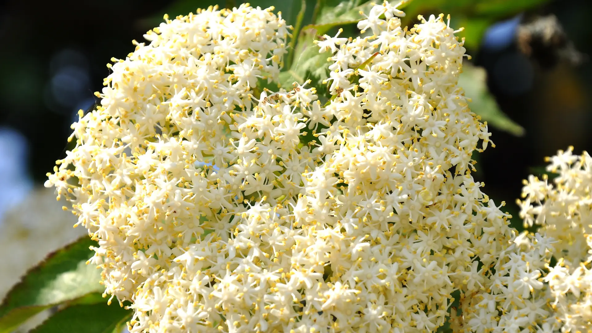 zova sok od zove pixabay-69e745f4b7cf1.webp