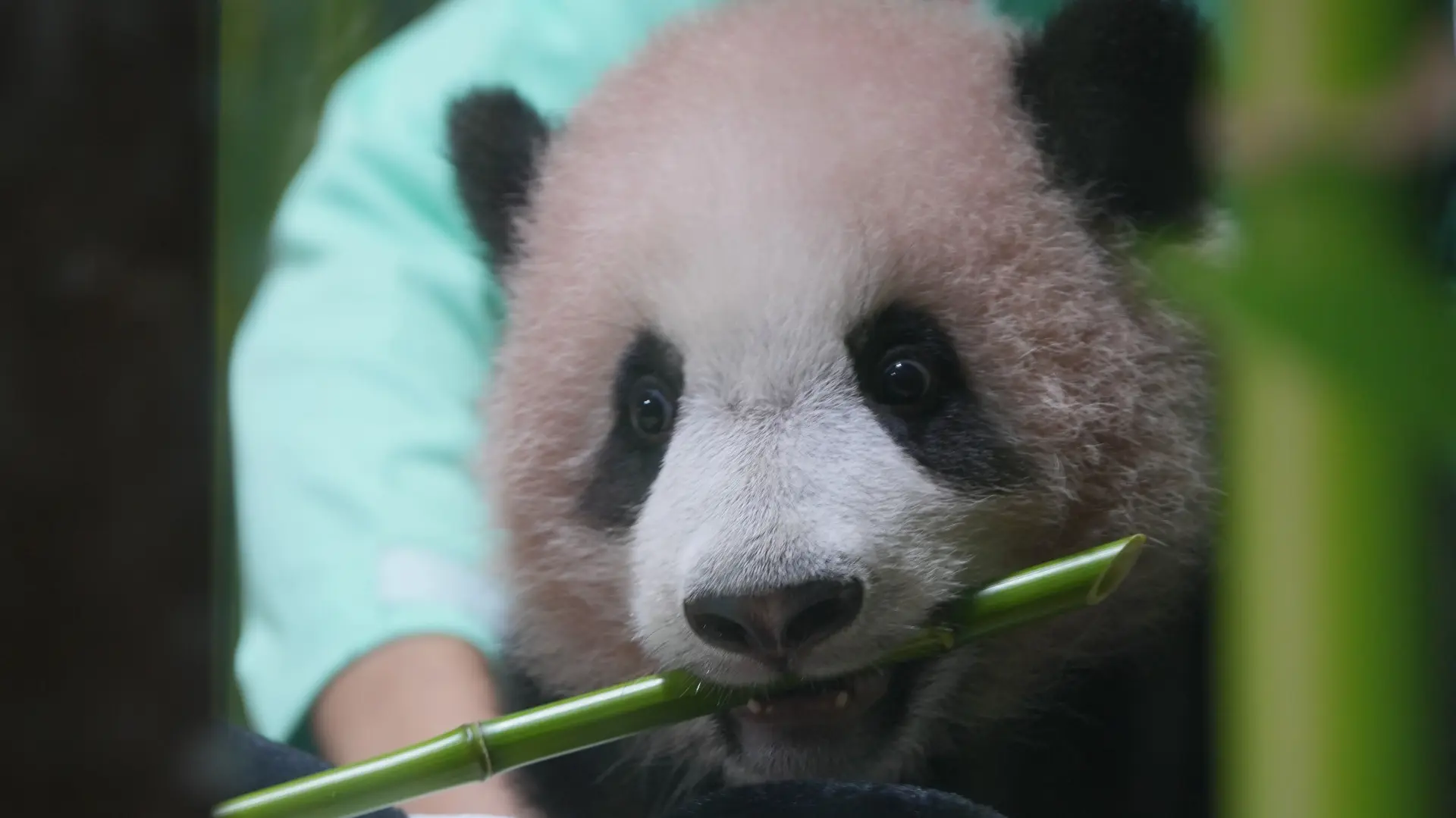 Tan2026-05-1508222899_7 dzinovska panda rio indonezija AP PhotoAchmad Ibrahim-6a1c637202d61.webp