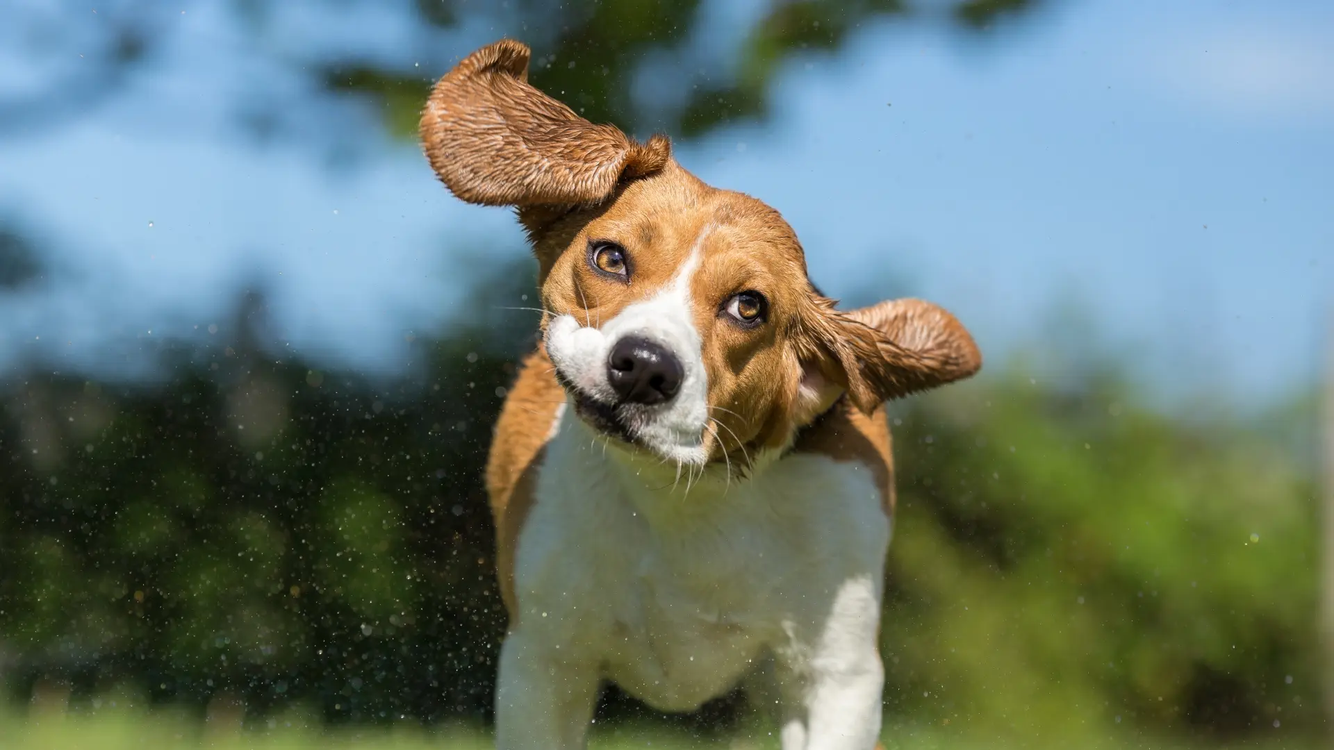 pas shutterstock_407857567-6a0811e68bc7a.webp