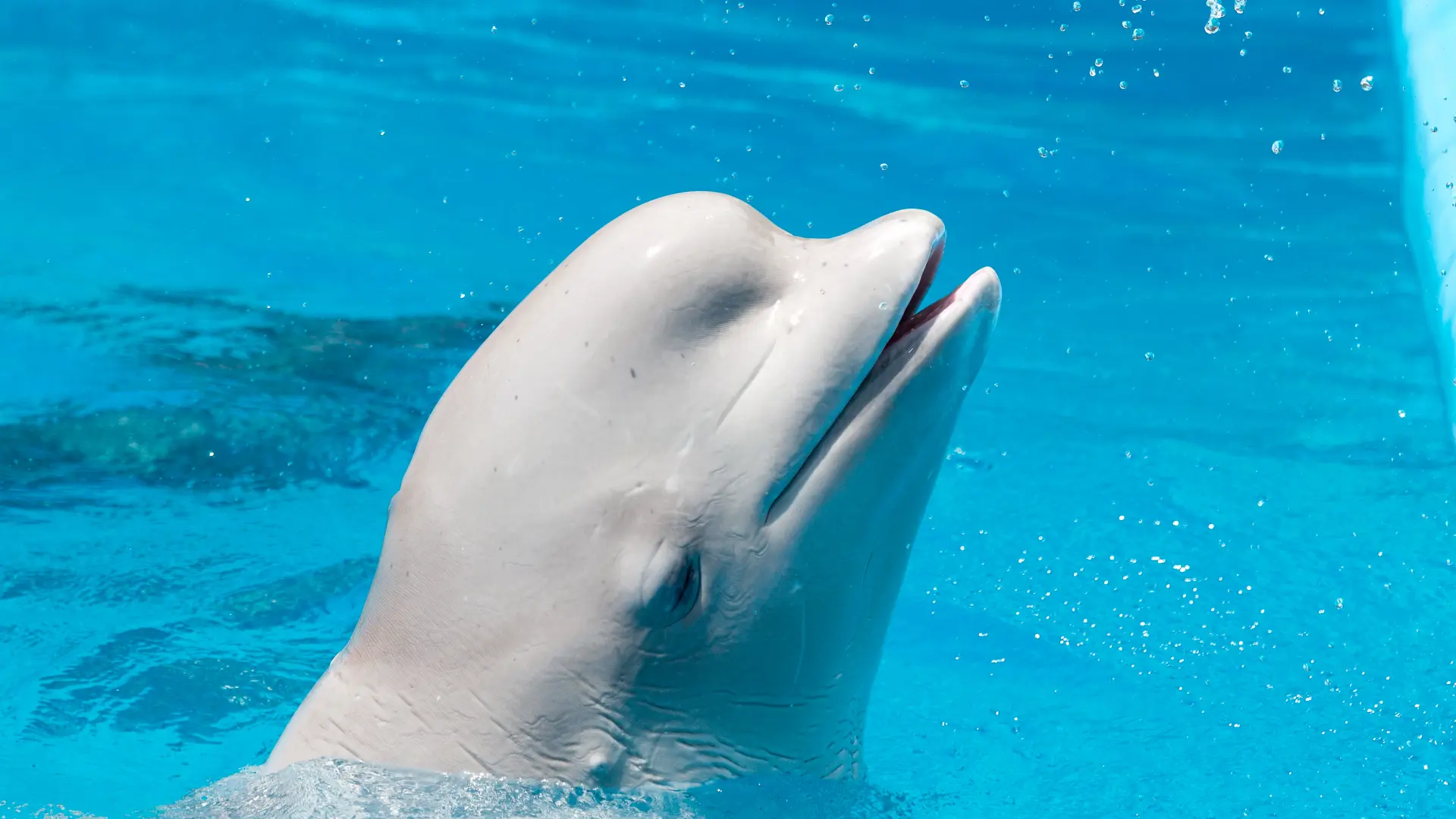 shutterstock_1461354785 Beluga kitovi-6a158a6709e15.webp