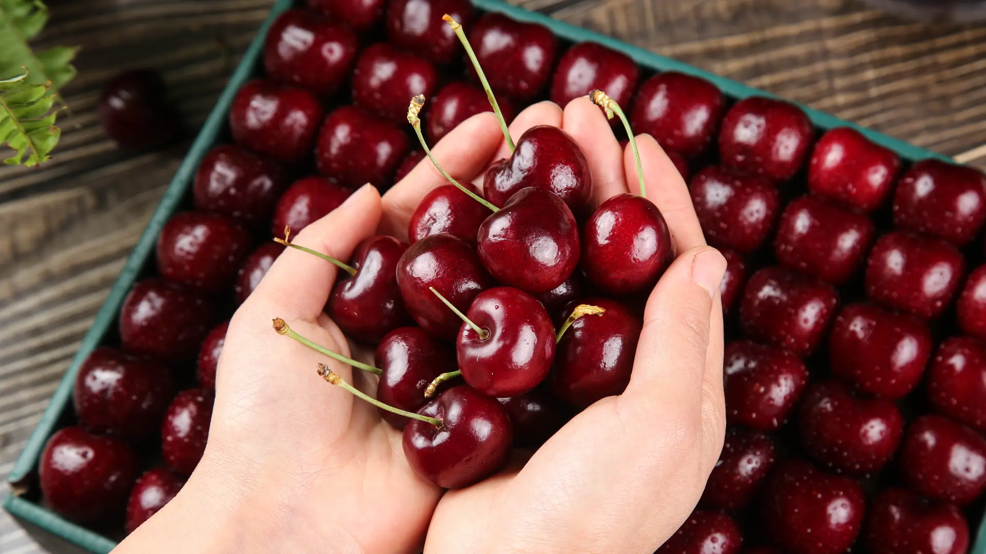 shutterstock_2720019457 trešnje višnje-6a1aec8b879f5.webp