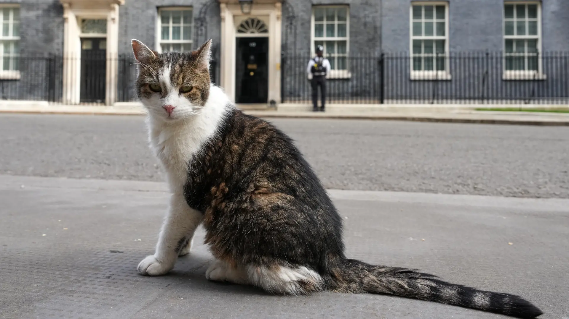 AP PhotoKirsty Wigglesworth mačak lari rezidencija britanskog premijera london-6a3a3acdf2d41.webp