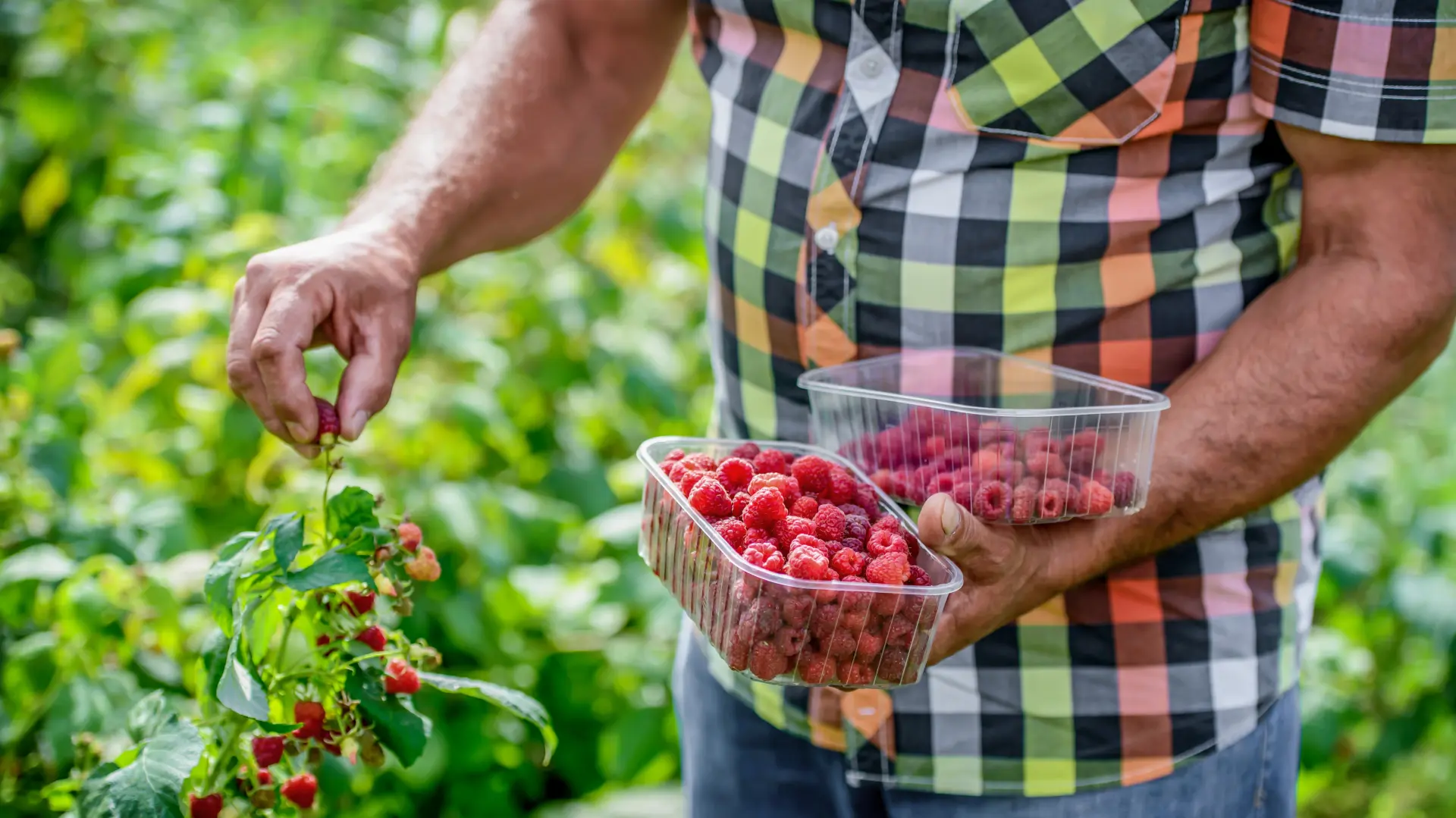 Branje malina maline malinjak voćar voće shutterstock_2155058849-6a4388f895b8b.webp