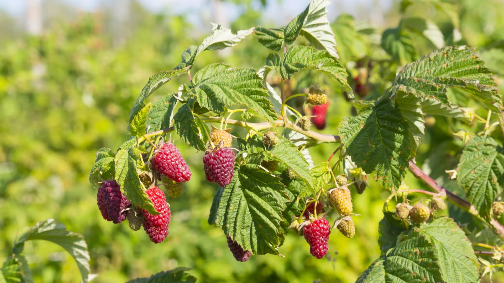 Maline malnina malinjaci malinjak Pixabay-6a35026930100.webp