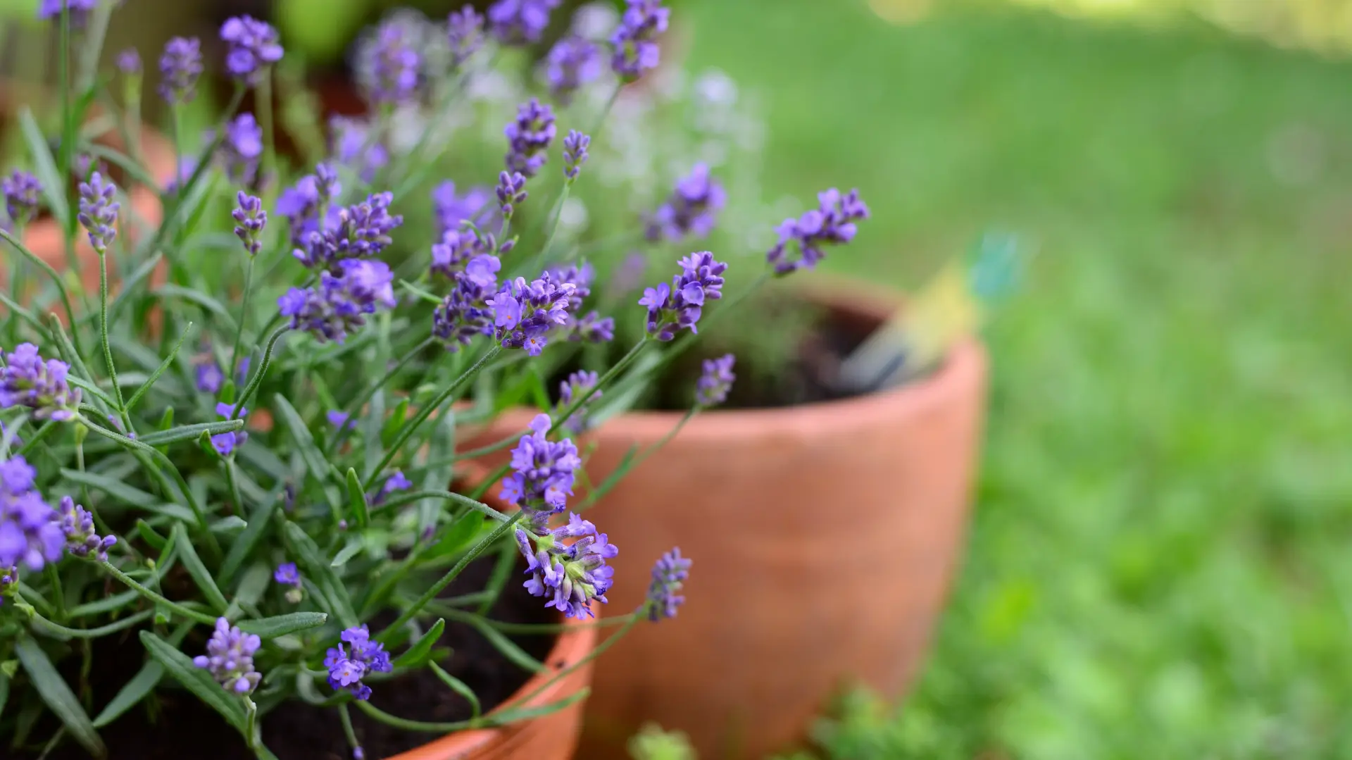 lavanda saksija cveće Pixabay-6a33a4ec054c9.webp