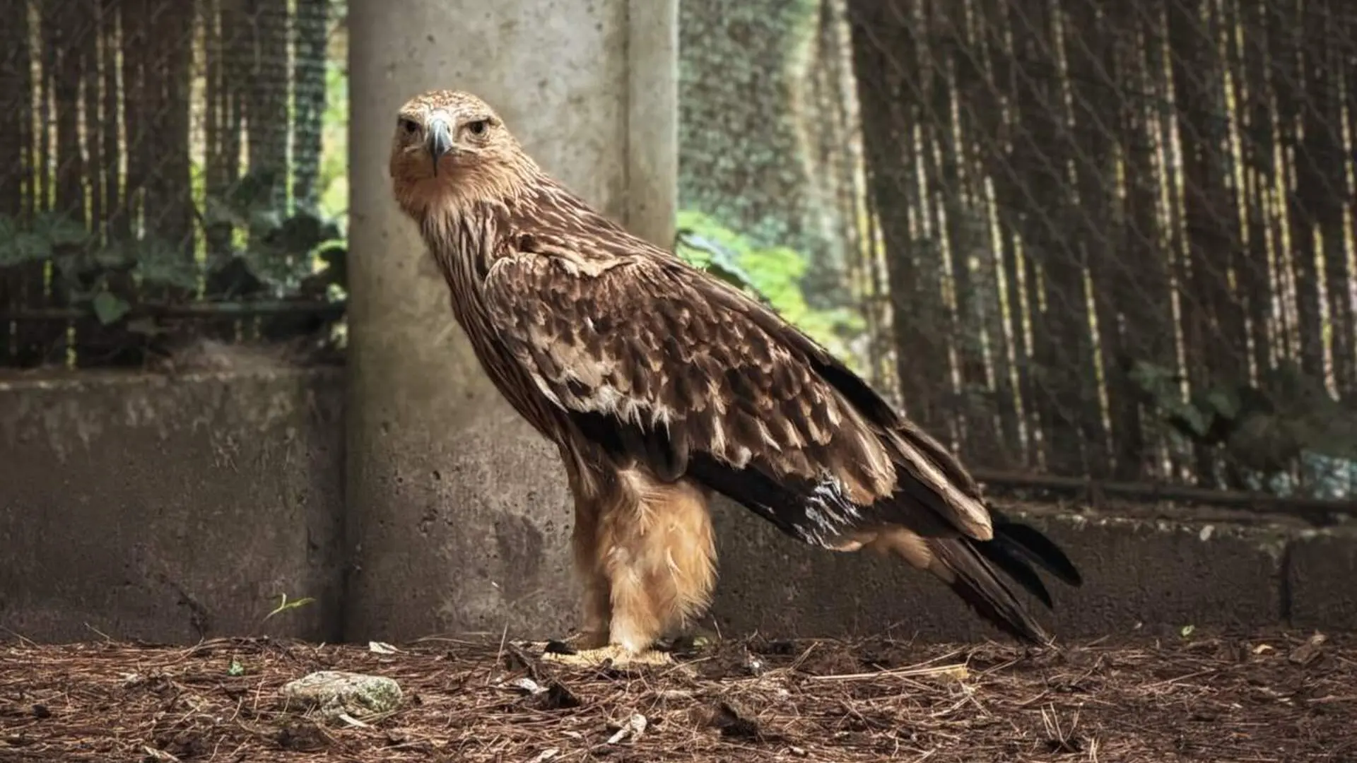 orao krstaš feliks TANJUG Društvo za zaštitu i proučavanje ptica Srbije Zoo Vrt Palić (1)-6a3d53c8e19cc.webp