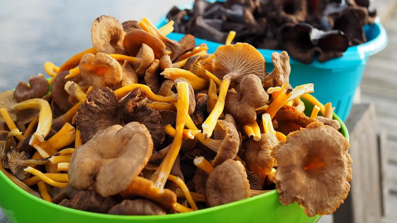 pečurke, lisičarke, saveti, gastro, pixabay-6a2bdd346139d.webp