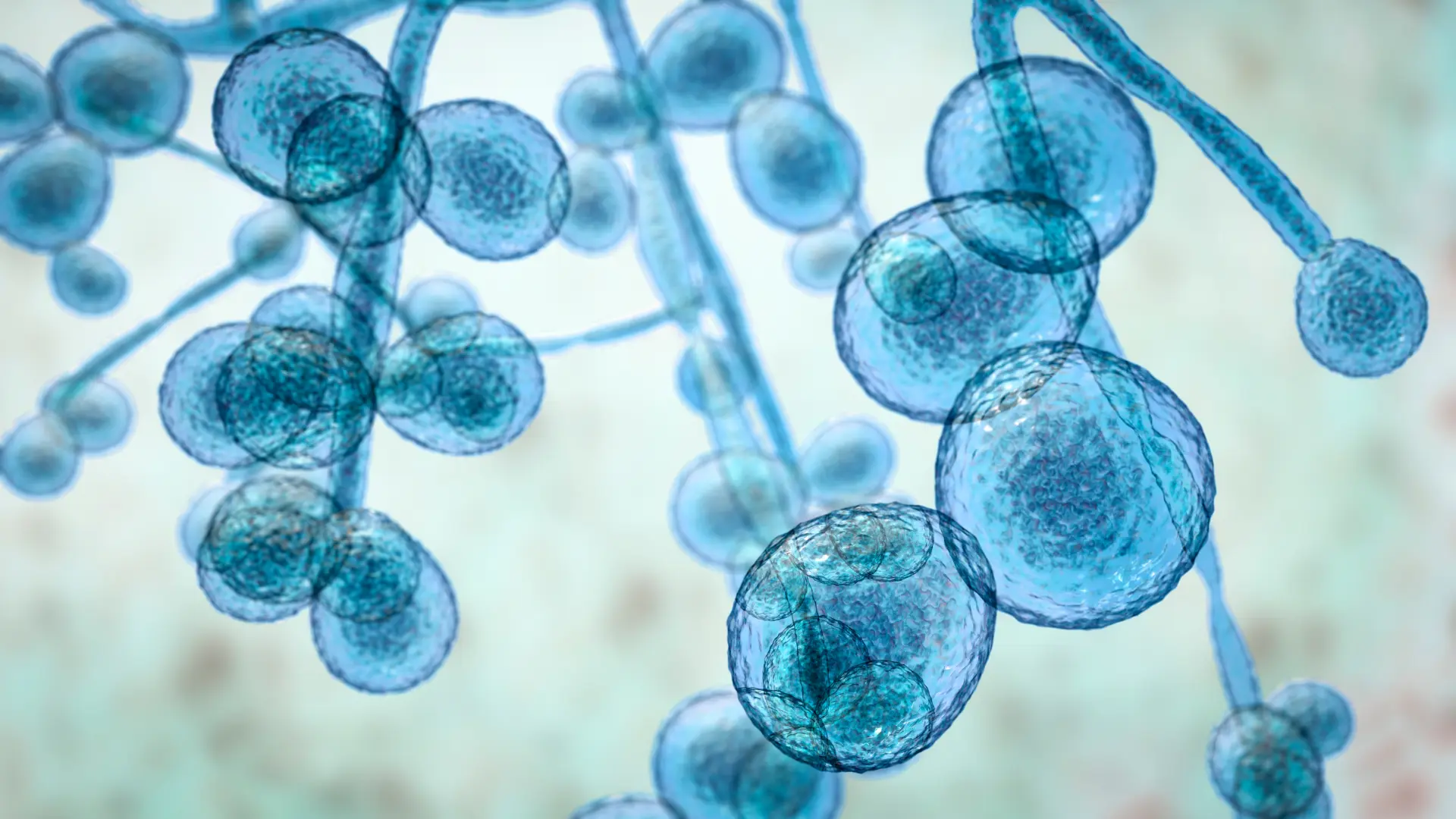 shutterstock_1503131135  candida kandida-6a2fd0d08eb09.webp