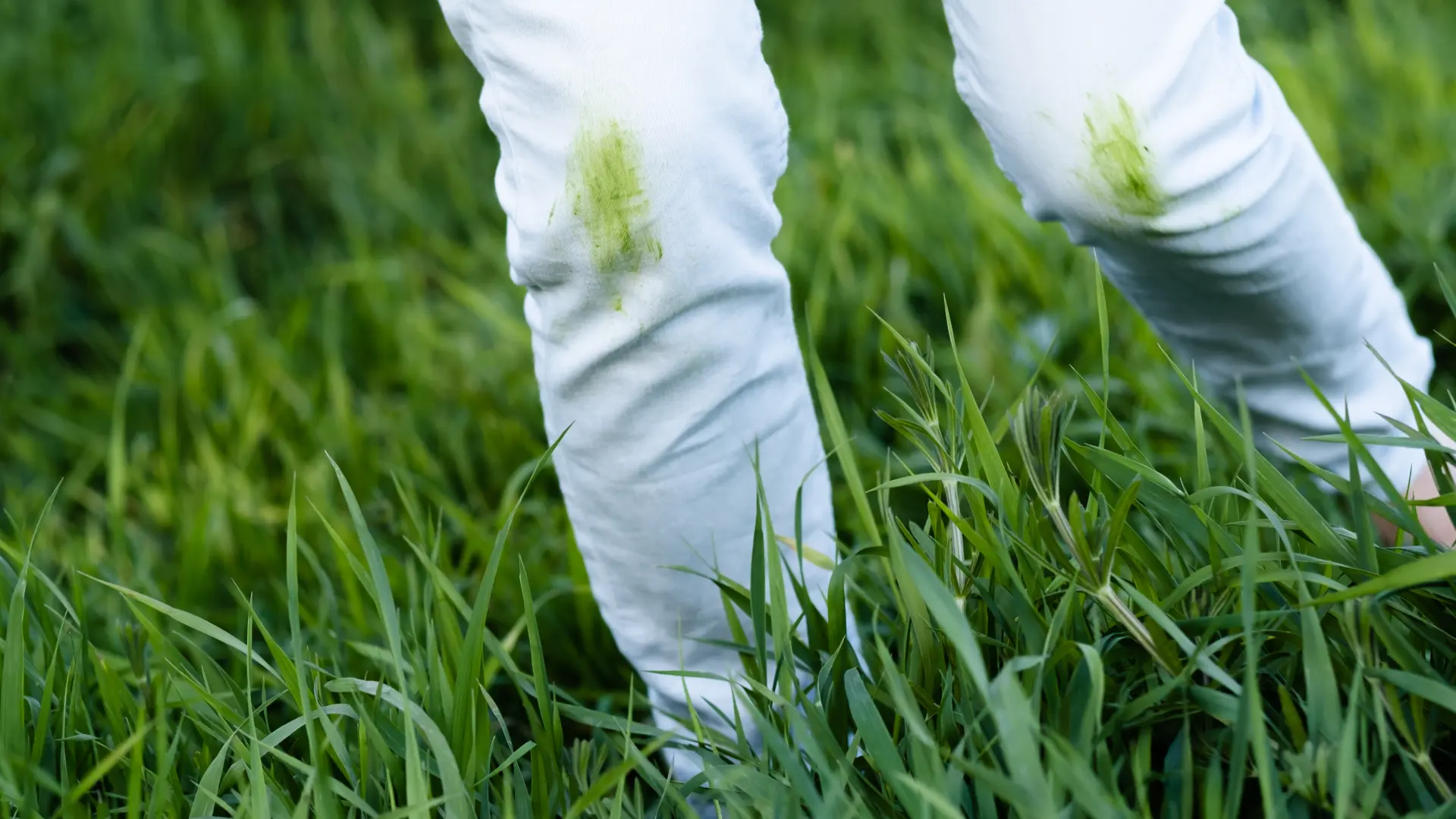 shutterstock_2459751871 fleke od trave trava-6a429cf266e88.webp