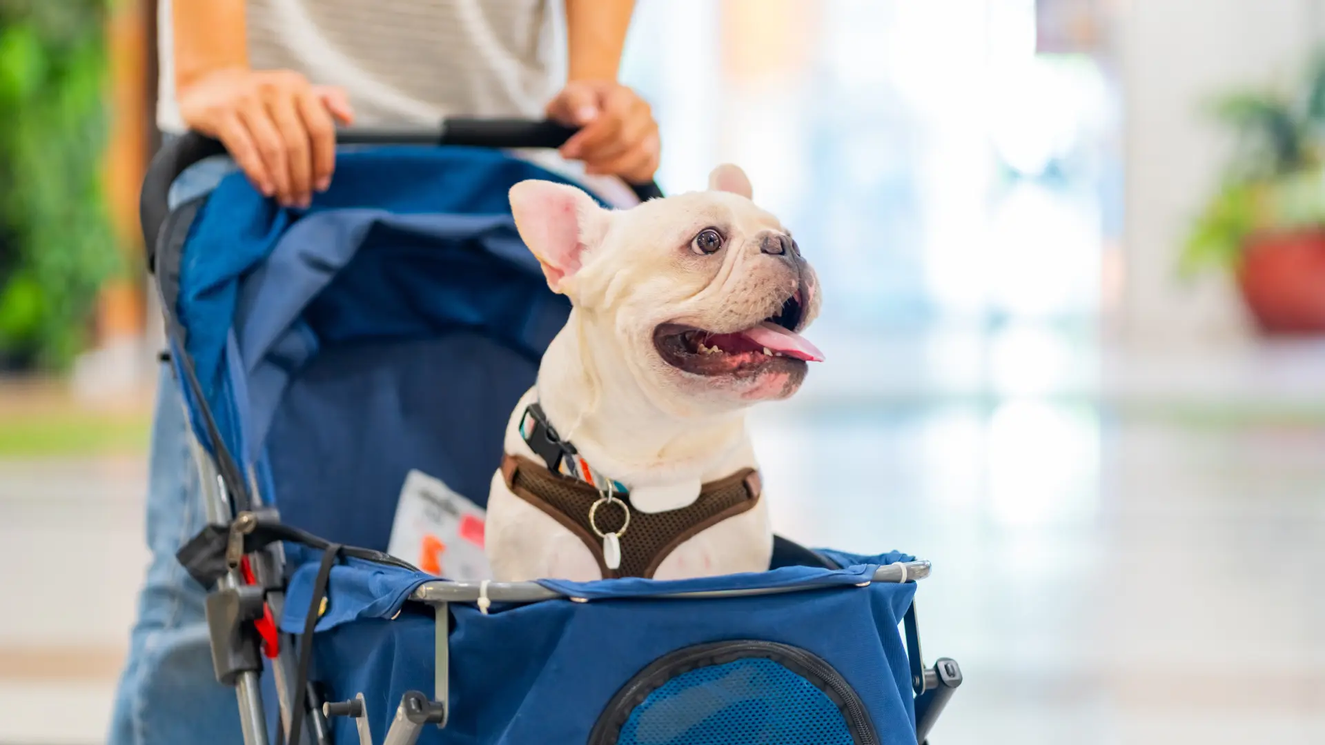 shutterstock_2540618663 pas francuski buldog frenči putovanje kućni ljubimac-6a33c25da16ae.webp