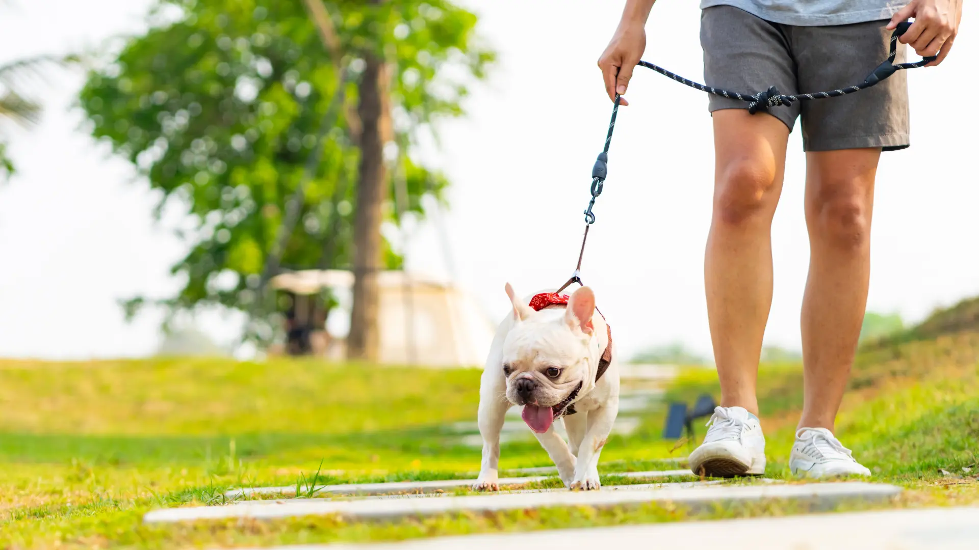 shutterstock_2542242607 šetnja psa po vrućini vrućina pas psi francuski buldog-6a23e7b1d1c0f.webp
