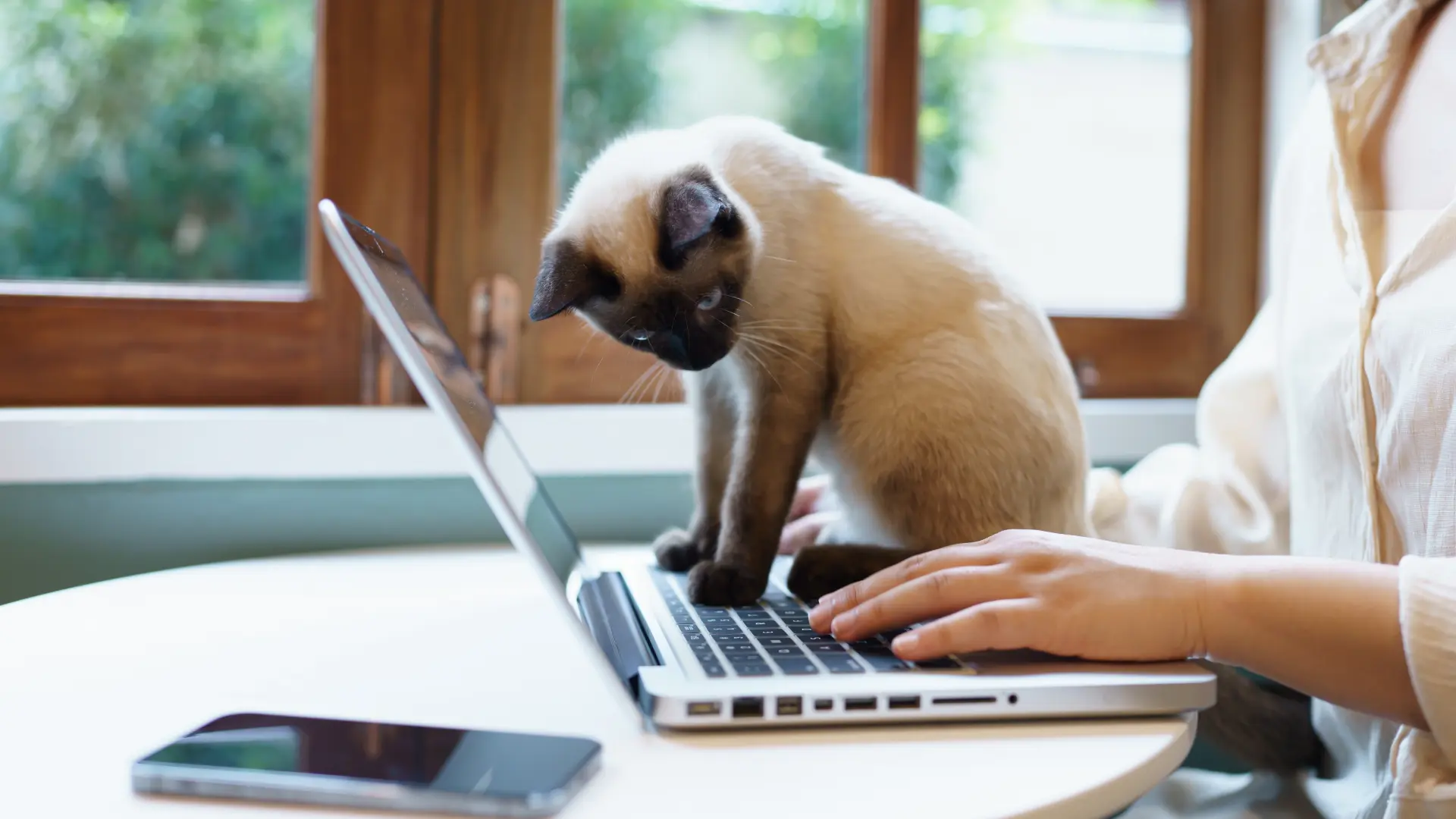 shutterstock_2700381237 mačka laptop mačke ljubimac-6a1d441e04d04.webp