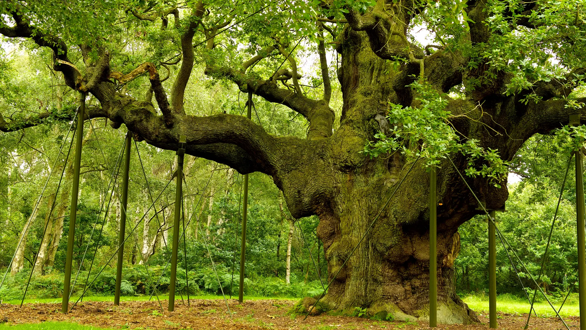 shutterstock_368040437 drevni hrast Major Oak-6a33f16566256.webp