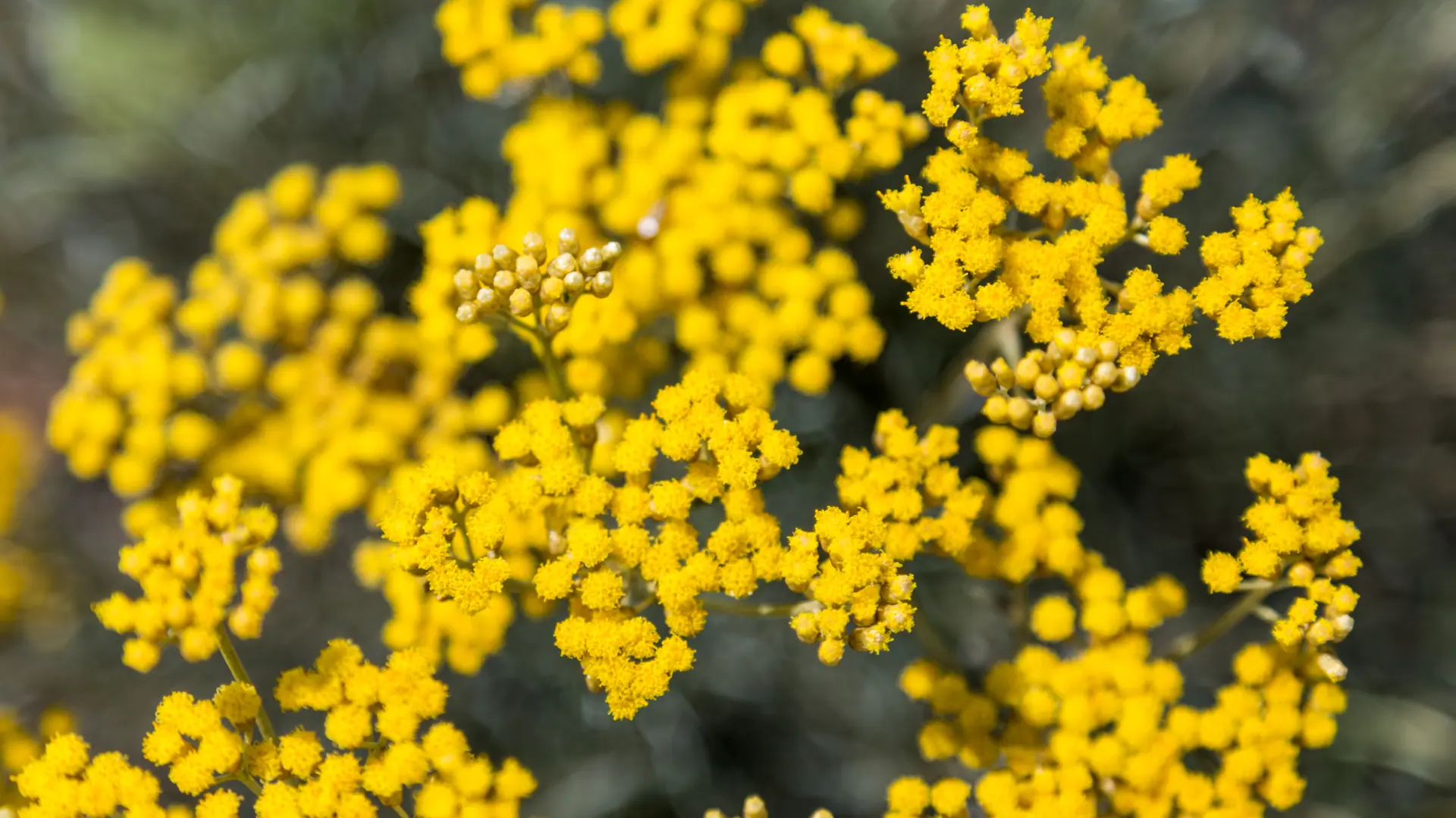 shutterstock_575651209 smilje cveće-6a30ee3b86183.webp