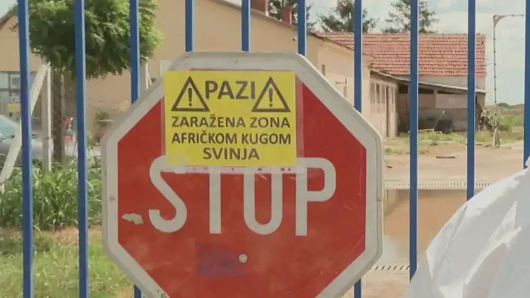 africka kuga svinja srbija una-6a6908c09f08d.webp