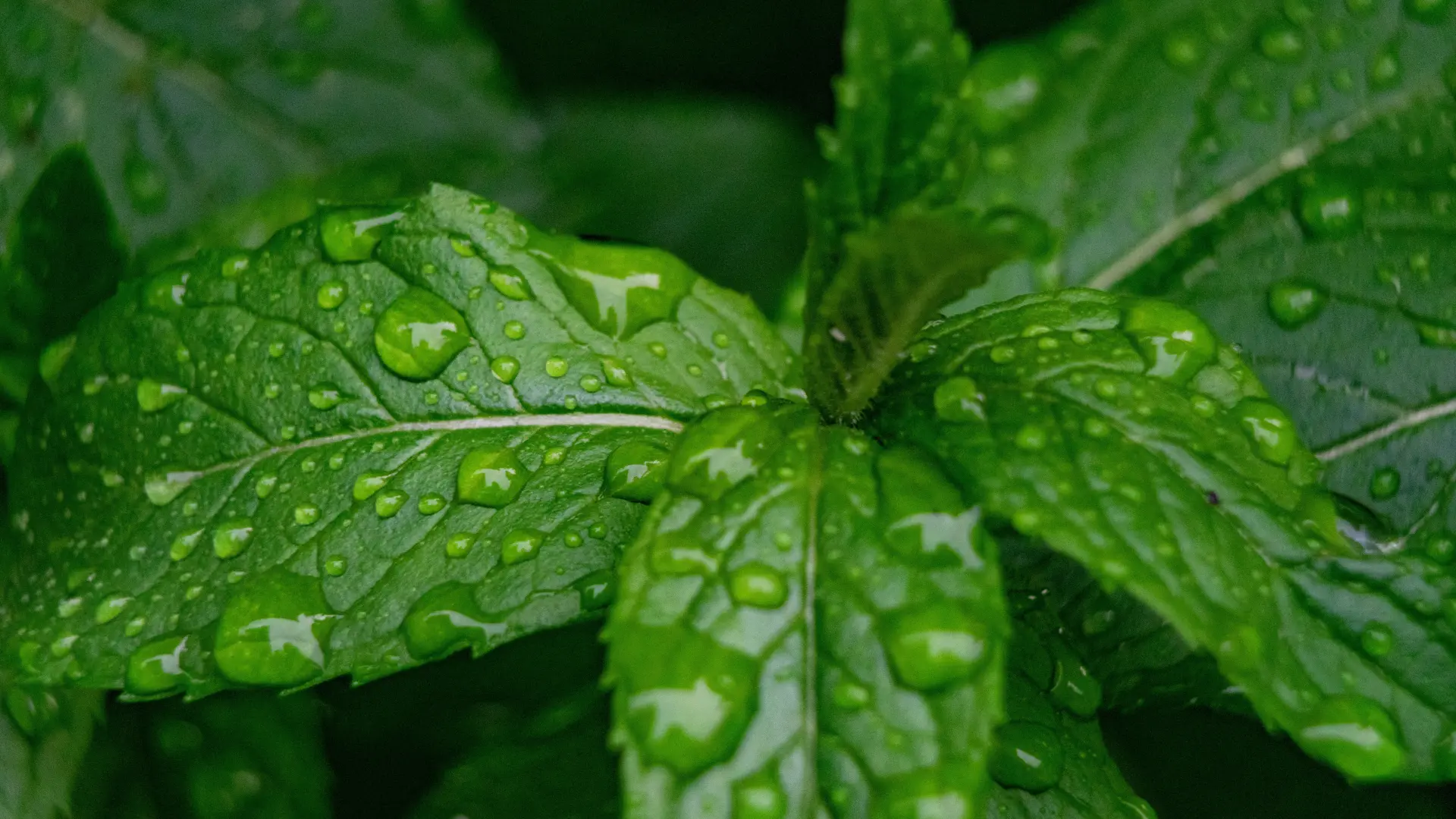 mint menda nana lekovito bilje pixabay-6a64b49063e14.webp
