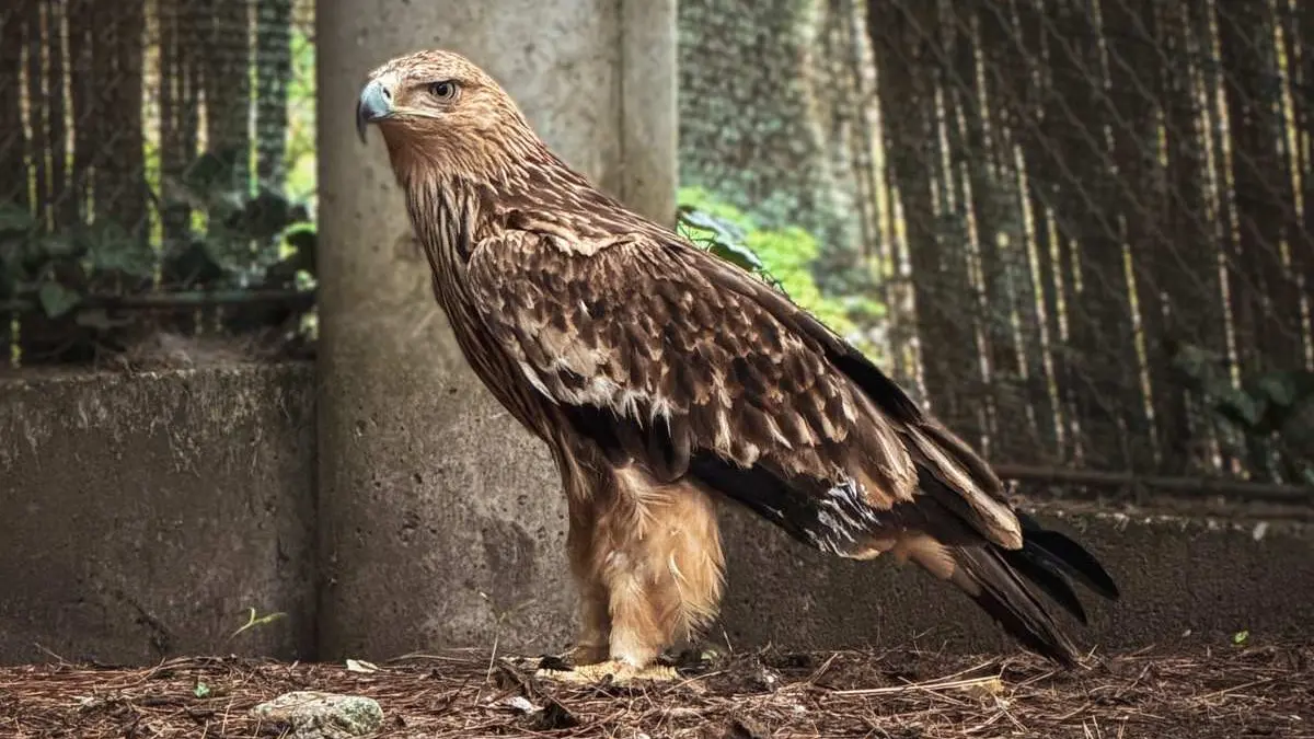 orao krstaš Feliks TANJUG Društvo za zaštitu i proučavanje ptica Srbije Zoo Vrt Palić bg-6a5f6fbbb1c44.webp