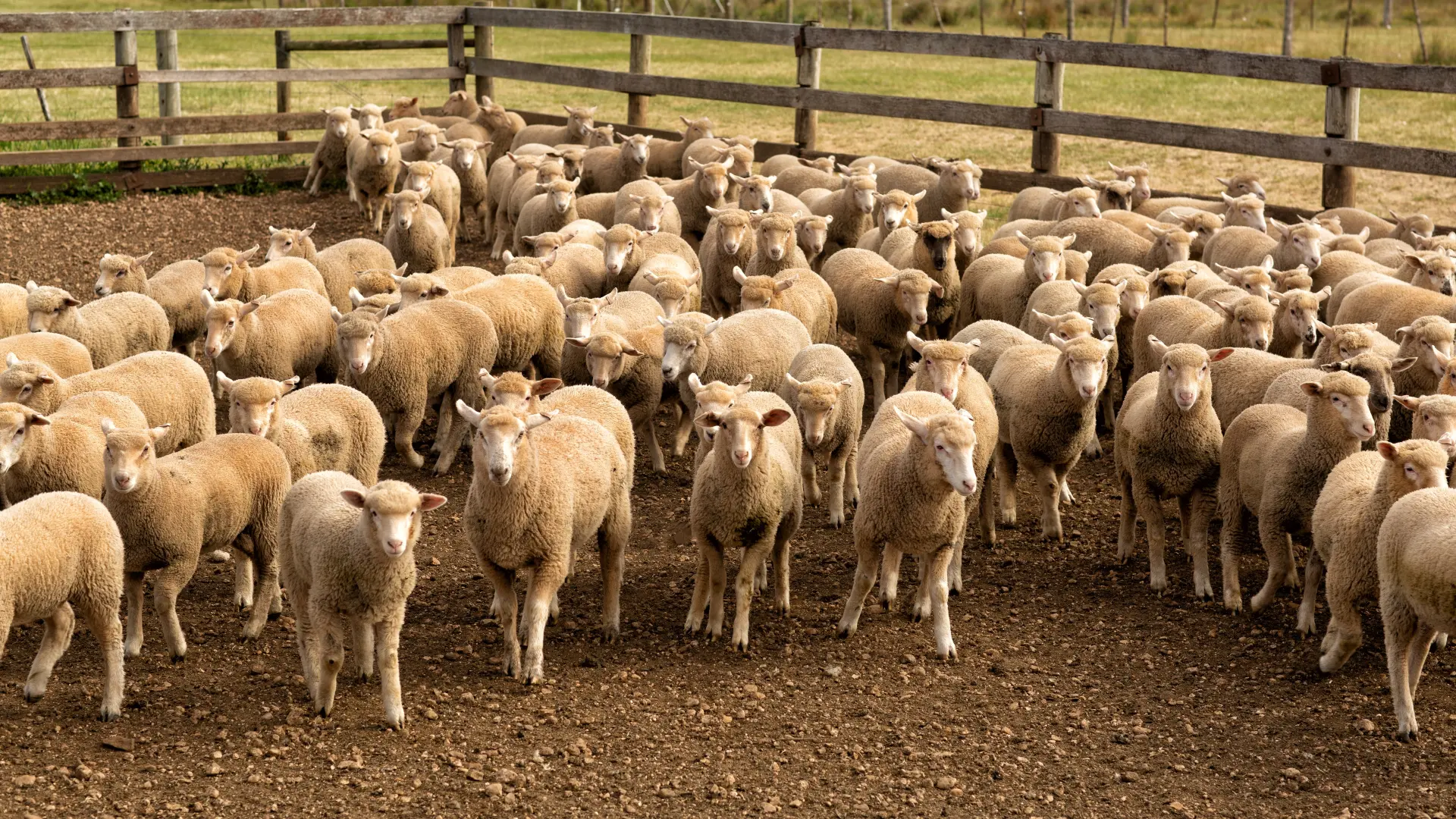 ovce jagnjad farma shutterstock_2470238117-6a65d75923435.webp