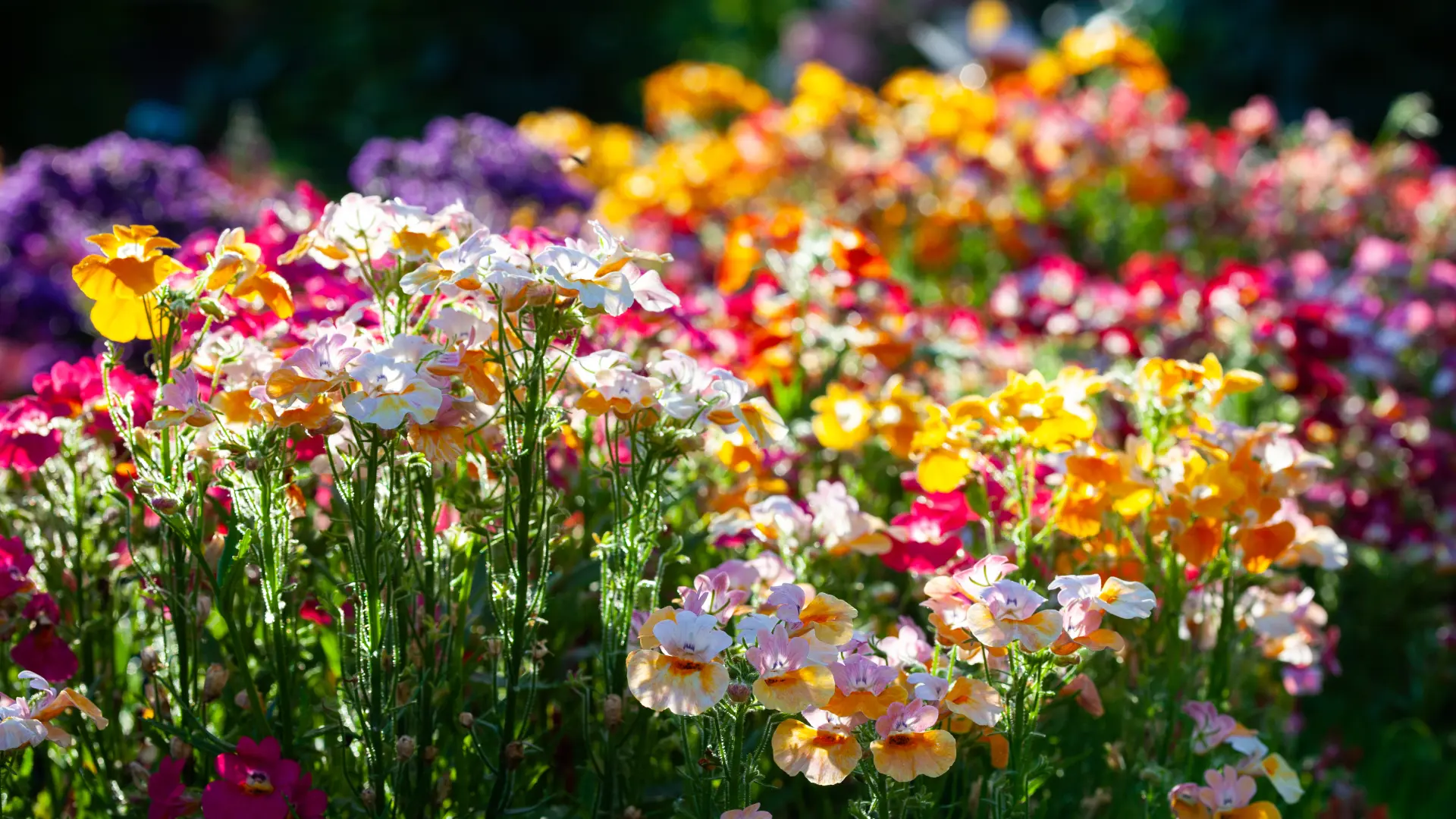 shutterstock_2029083668 Nemesia nemezija vizli vinila cveće-6a5a224251e2f.webp