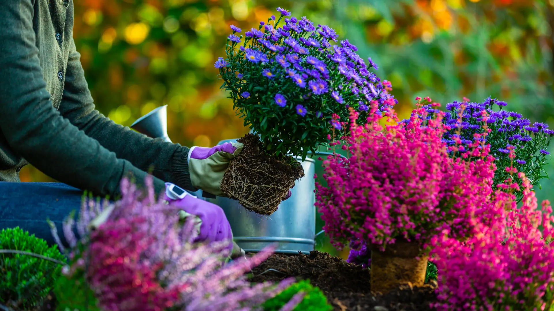 shutterstock_2052513017 cveće jesen bašta-6a64cbec6fa26.webp